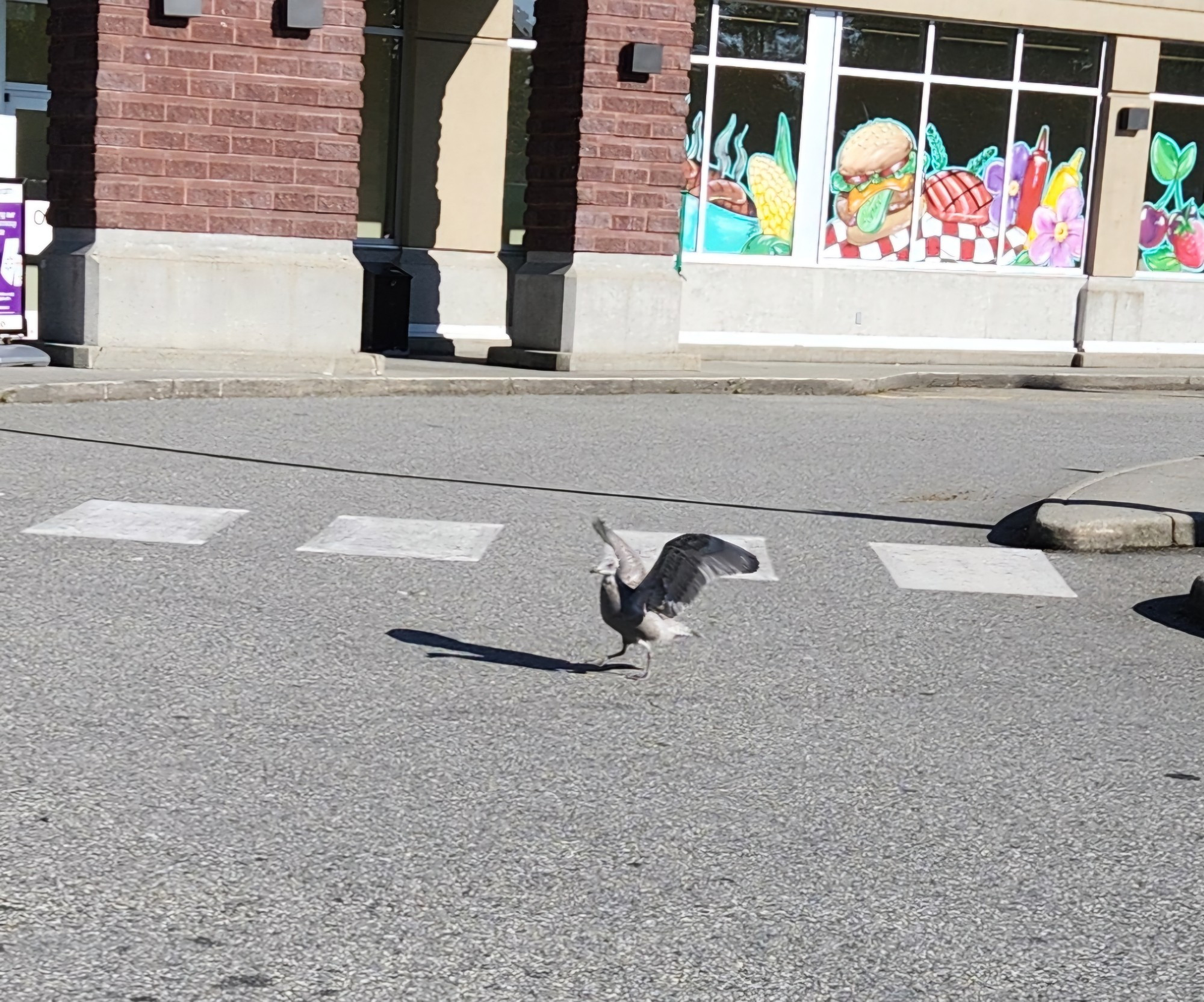 What looks like a juvenile seagull flapping about in the middle of the parking lot lane.