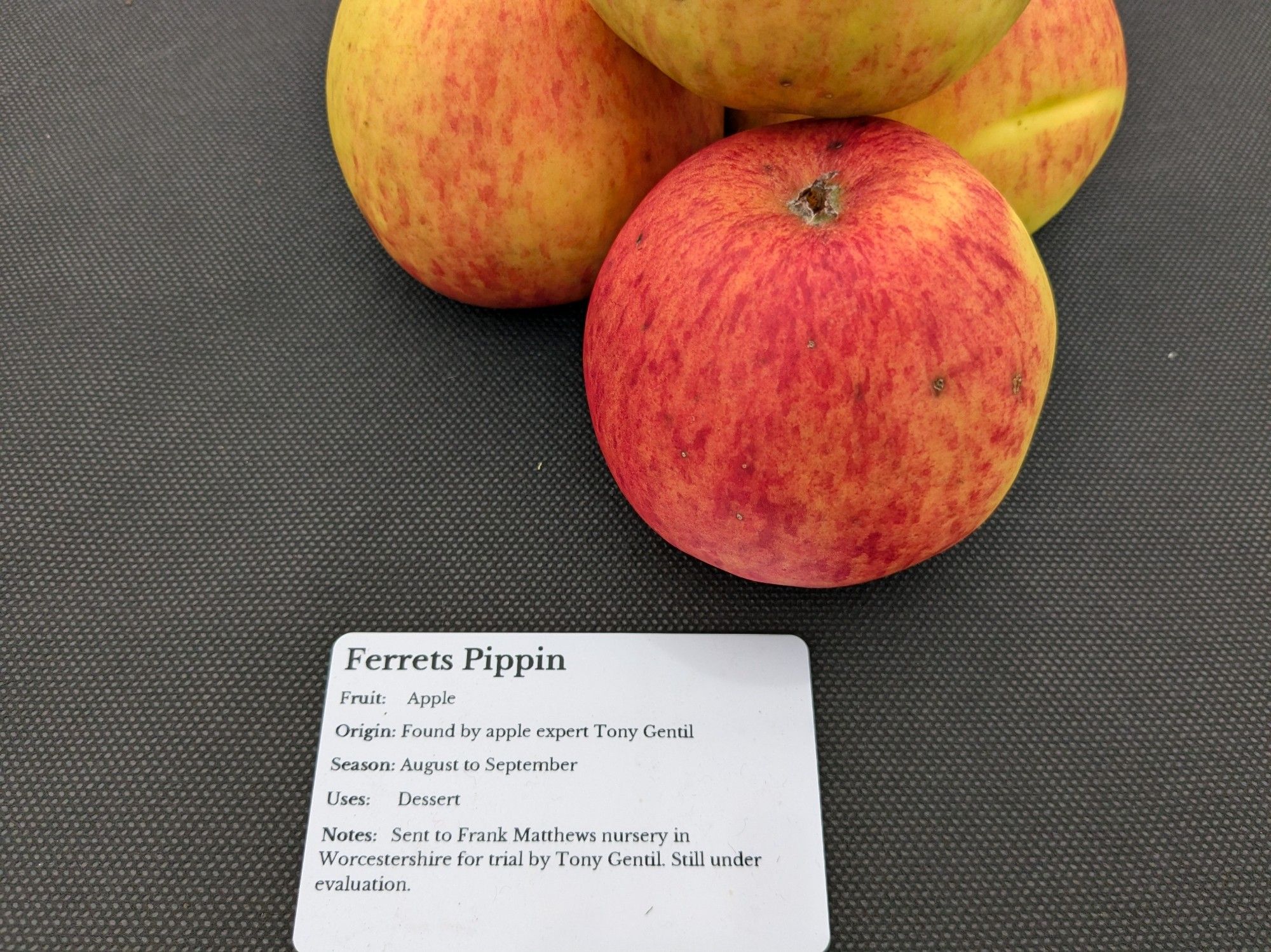 A collection of four Ferrets Pippin apples, with an information card.