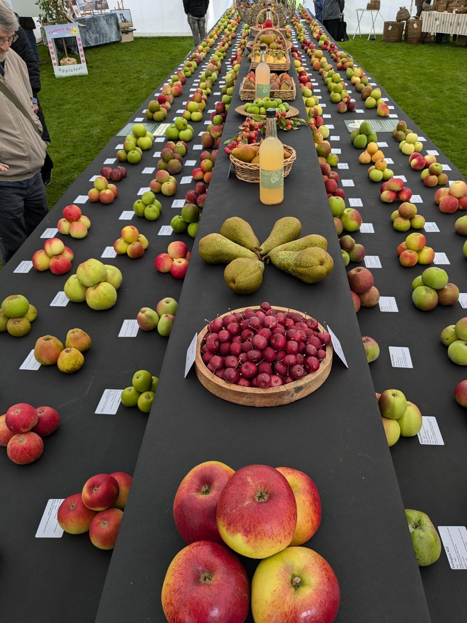 Two adjoining long benches, on which clusters of varieties of apples have been arranged, each with an information card.