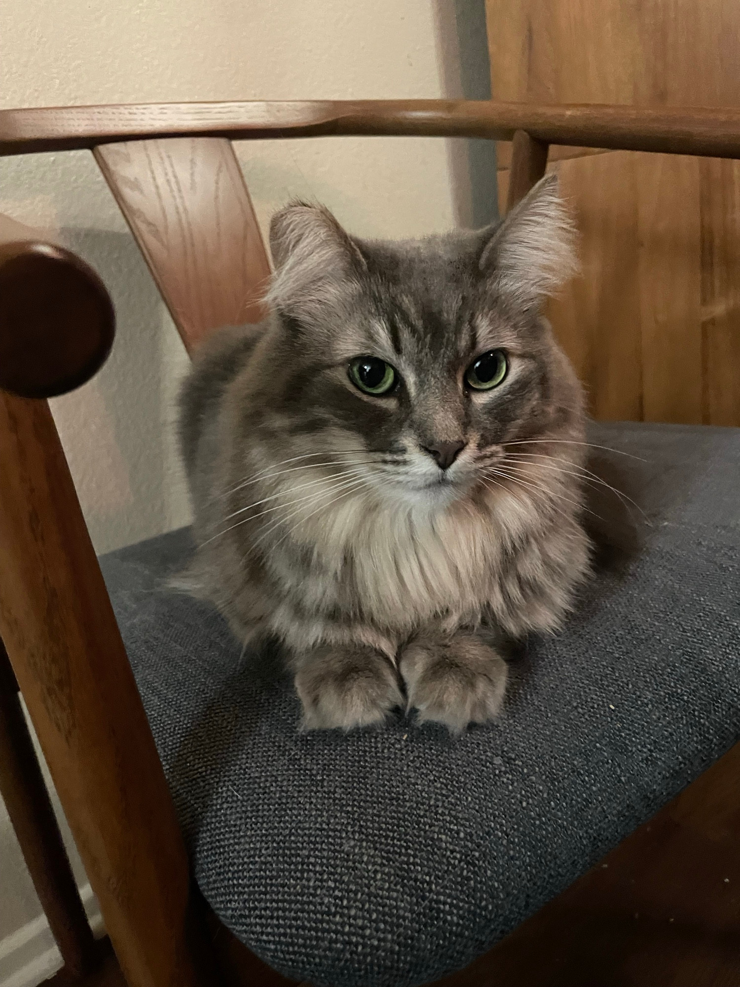 Freya, a beautiful gray longhair tabby, resting on a chair.