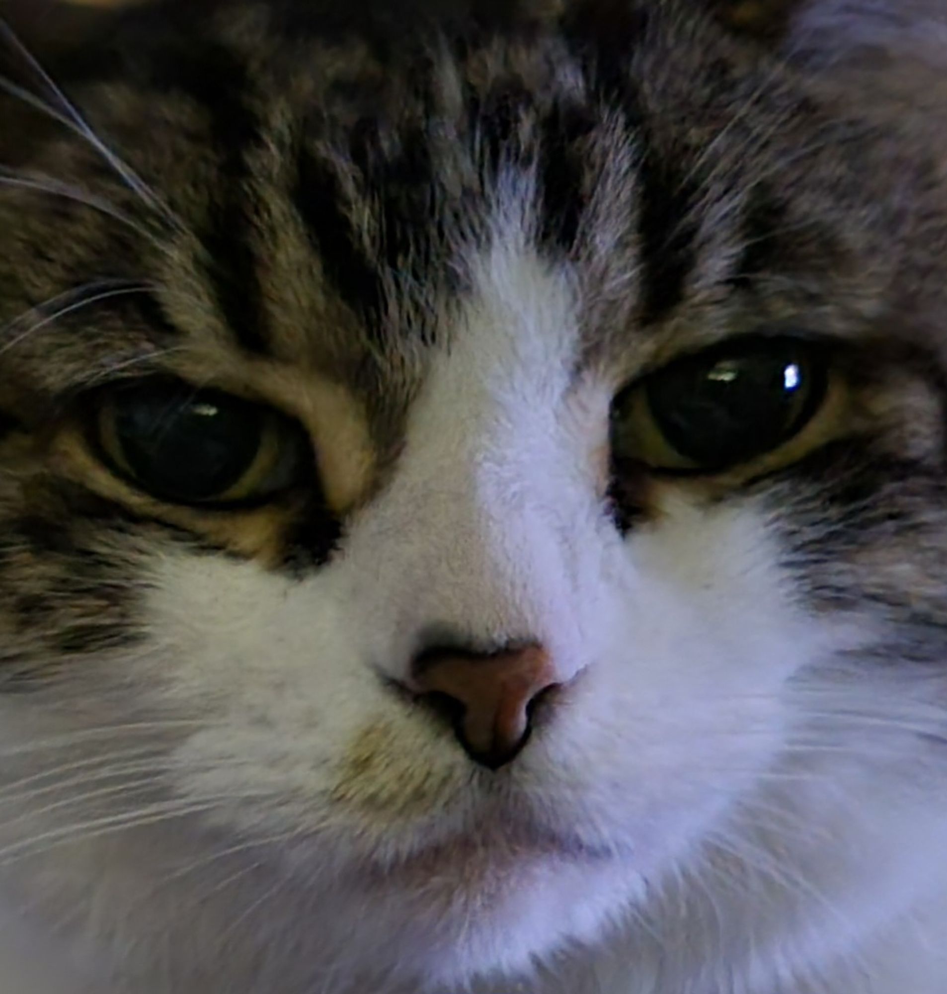 Up close shot of a tiger and white housecat looking very serious.