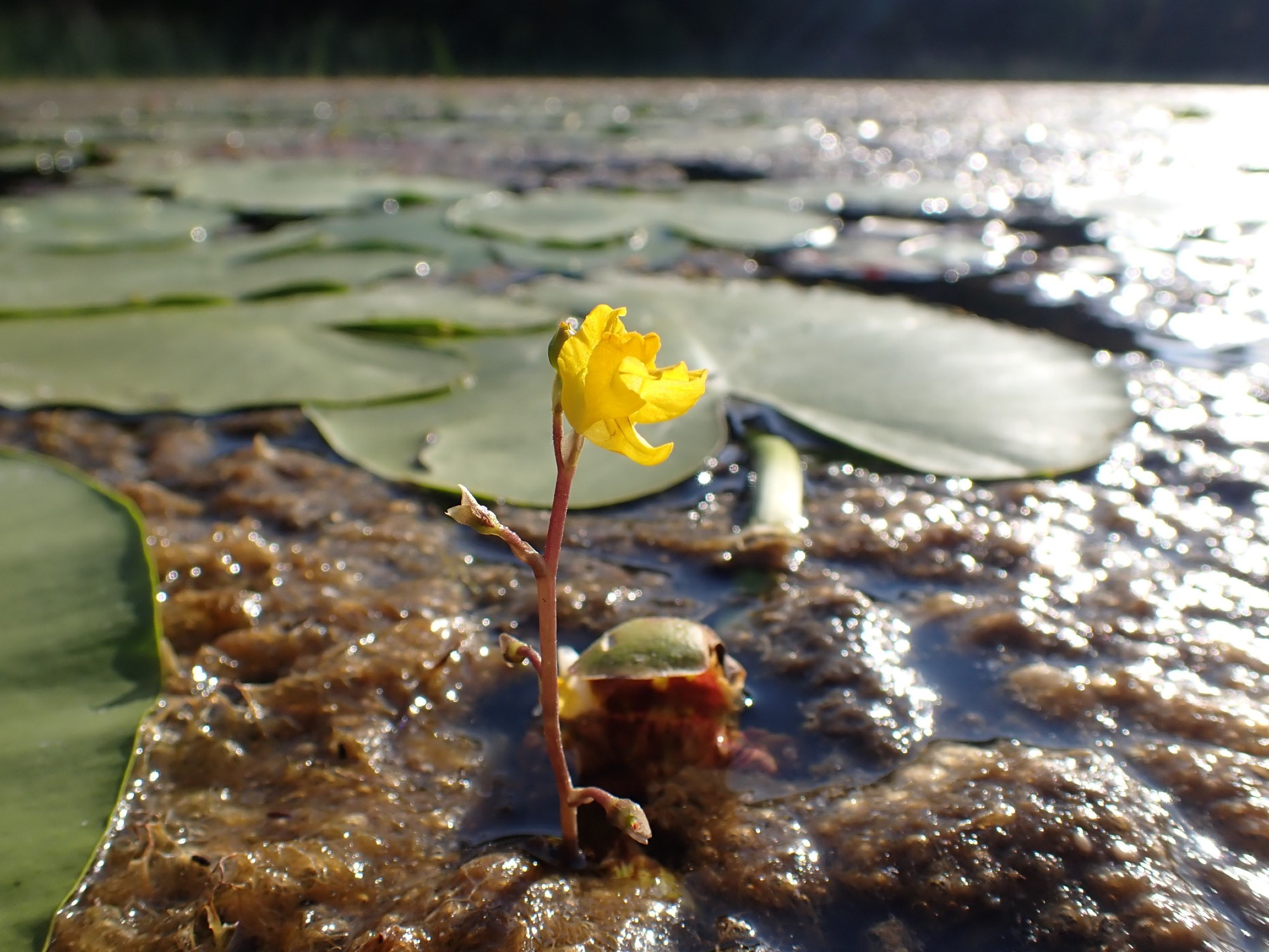 A small yellow flower pokes up above a bed of lily pads.