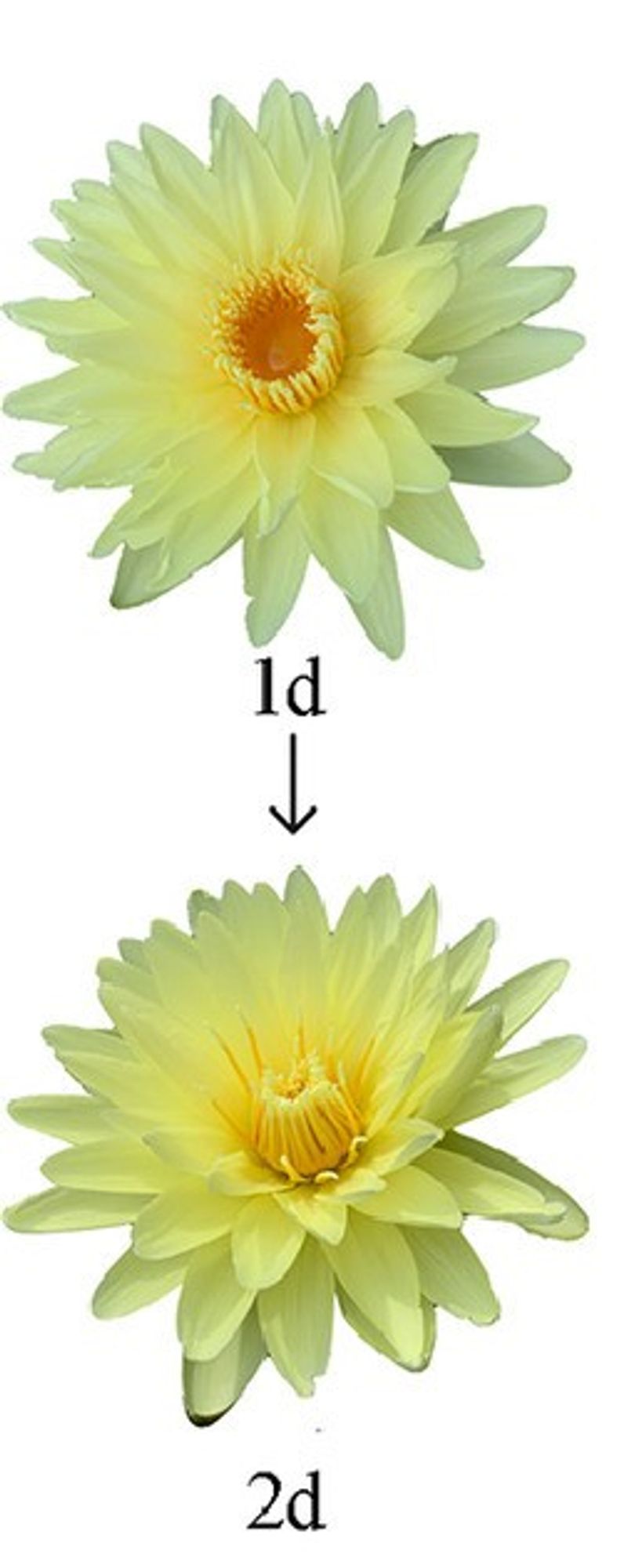 Illustration of protogyny in the water lily (Nymphaea). Day 1 shows stigmas exposed to accept pollen. Day 2 shows anthers closed over stigma, providing pollen flor other flowers.