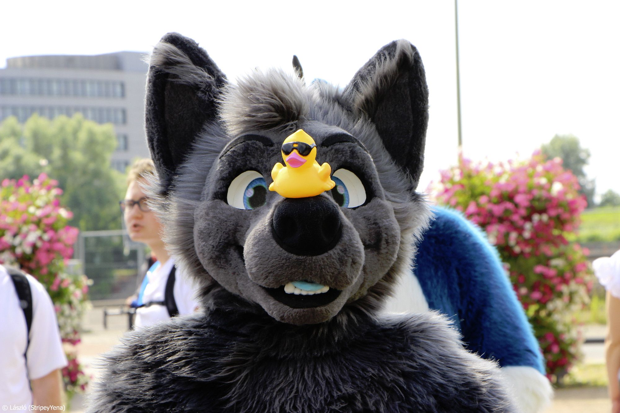 @Quarzar1 balancing a rubber ducky on his nose.