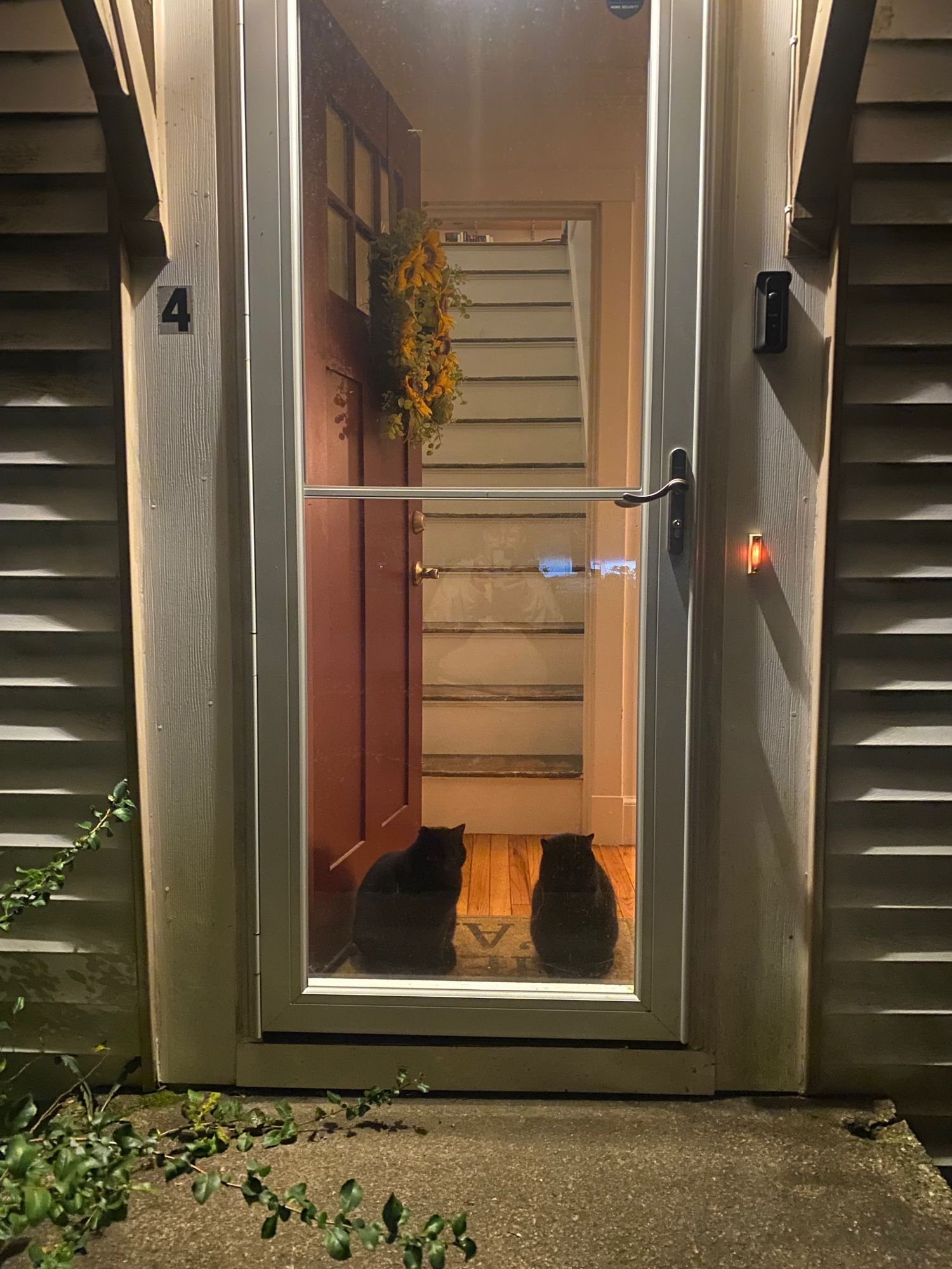 Two black cats in an exterior doorway. The two cats are looking outside - it’s evening and a porch light illuminates the doorway.