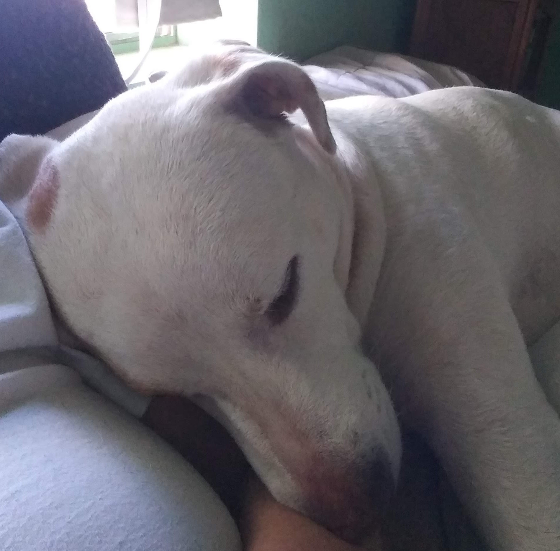 a dog is snoozling curled up on my left shoulder, breathing on my elbow