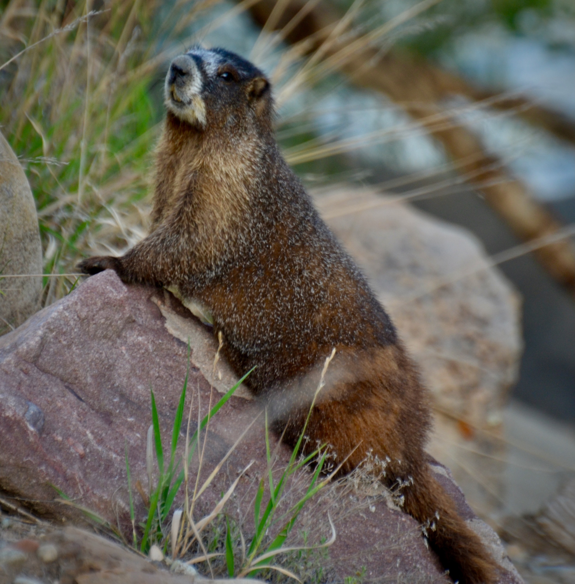 a yellow bellied marmot poses on the river rocks outside of Durango CO.  He is lovely.