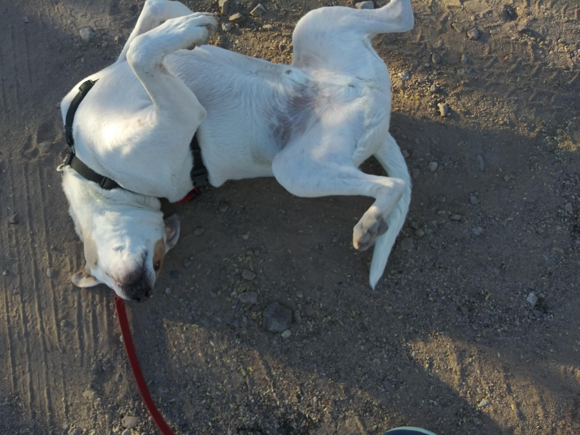 a doggo is rolling in the dirt