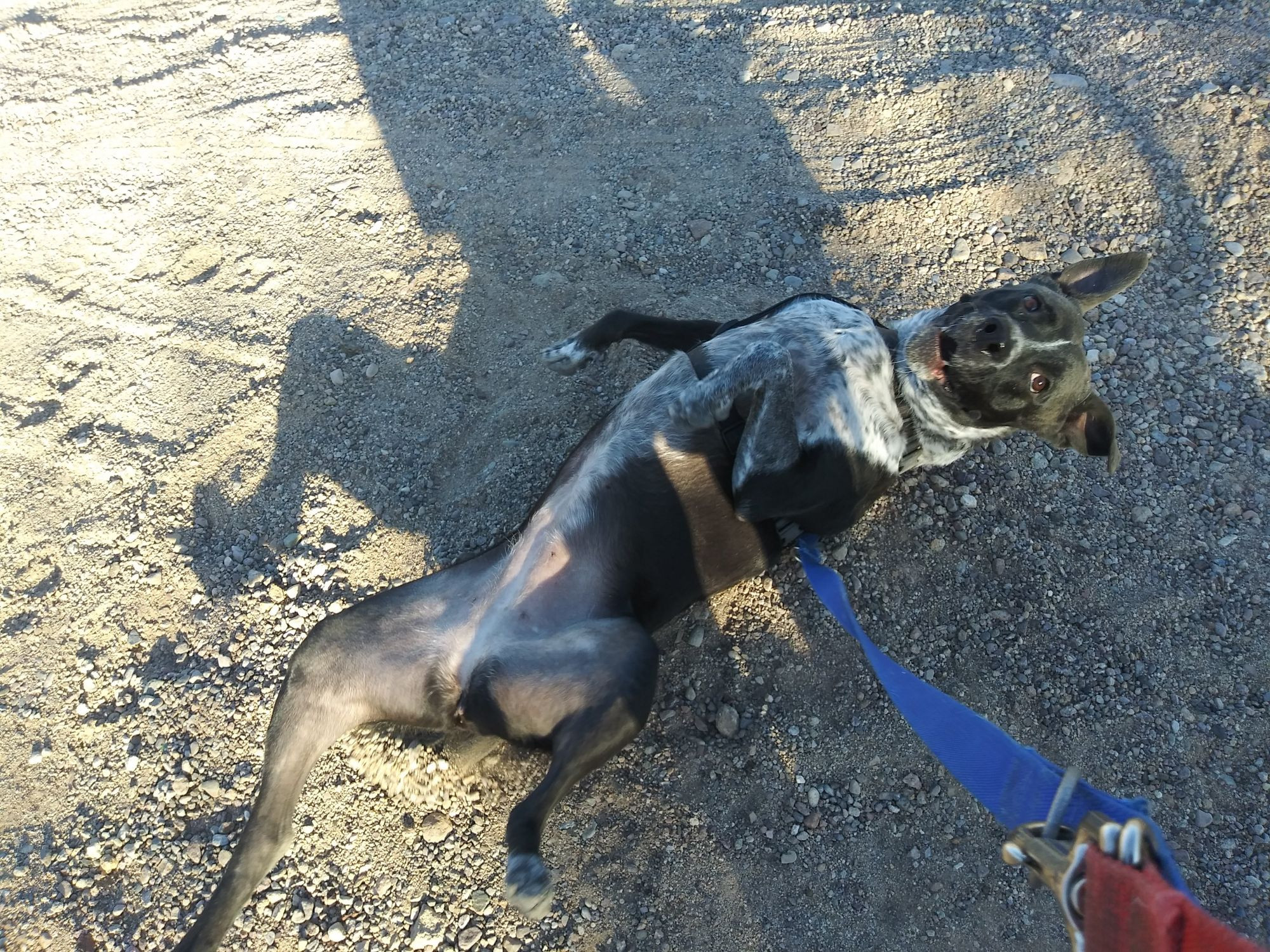 a doggo is rolling in the dirt looking very very filthy