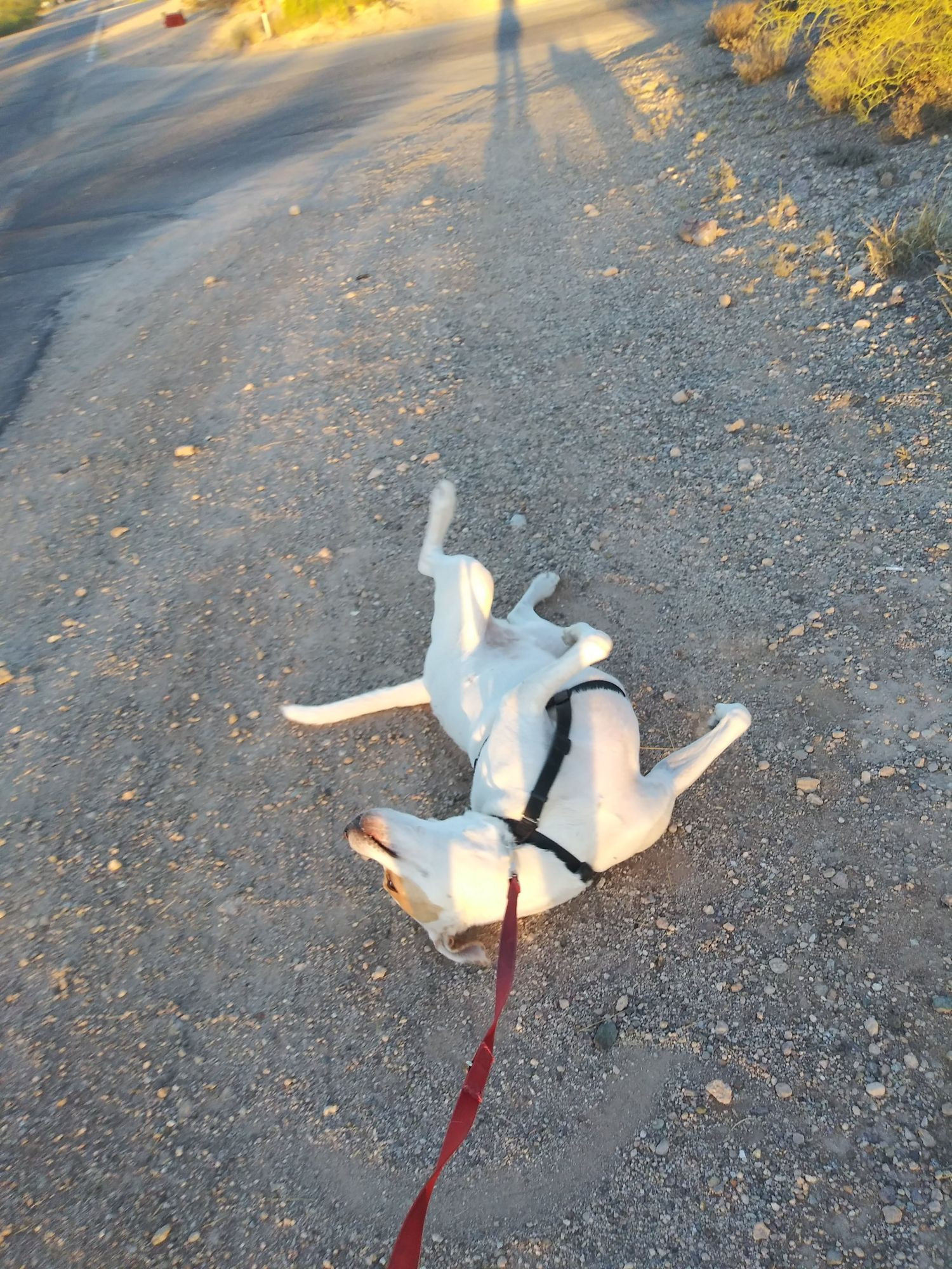 A dog mostly on his back, mid roll, during his morning walk.  He is savoring his ability to roll around in the dirt and get some sun on his tummy