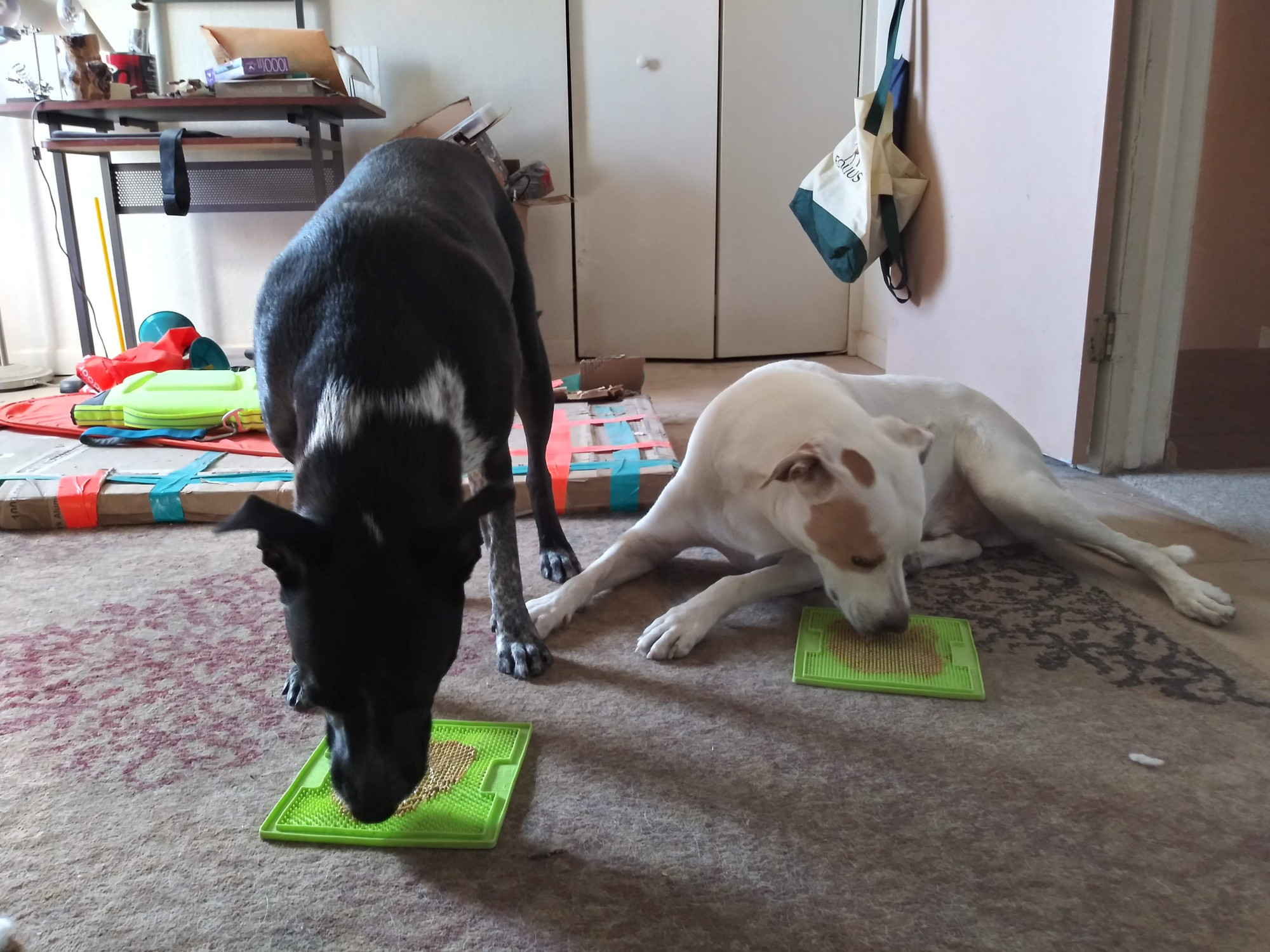 two dogs licking peanut butter off of lickimats.  One is standing to lick, he other is lying down to lick.  Both styles are acceptable according to the lickimat rules as far as I am aware.