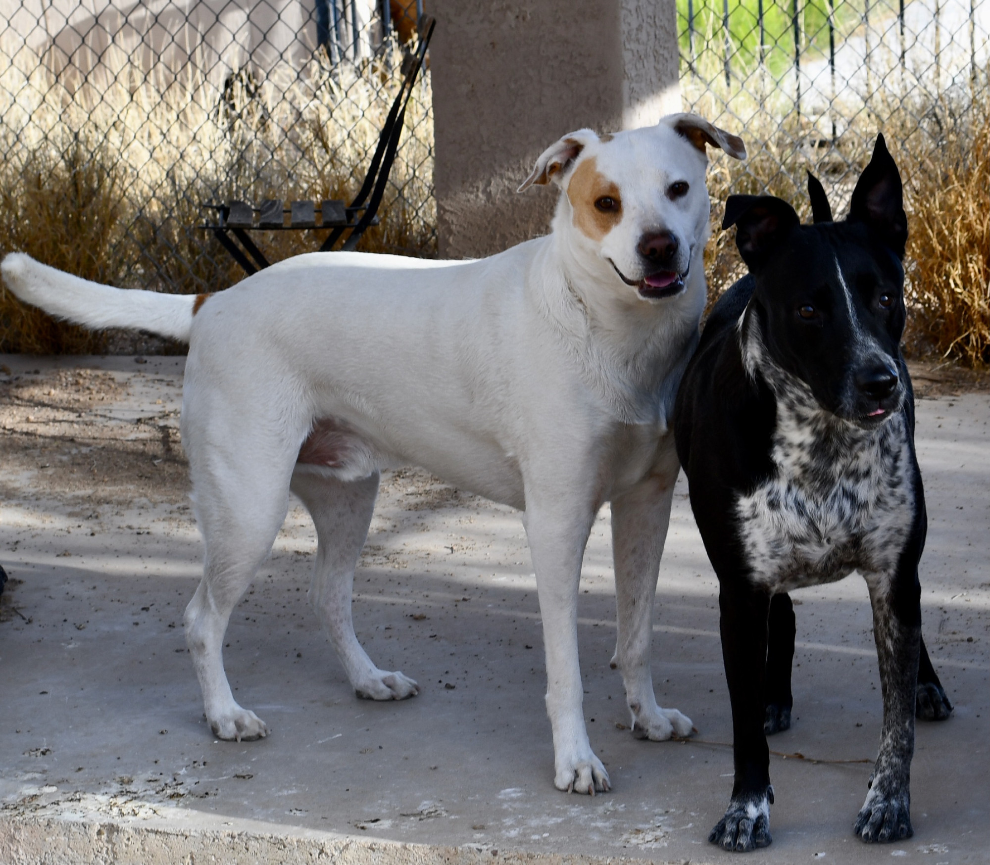 two dogs are standing on a patio, looking at the camera, one has a very tiny blep