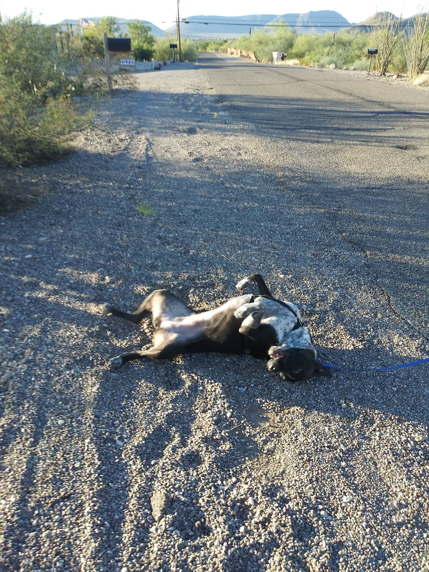 A dog laying flat on her back while having a roll during her morning walk.  She is delighted to be rolling around in the dirt.