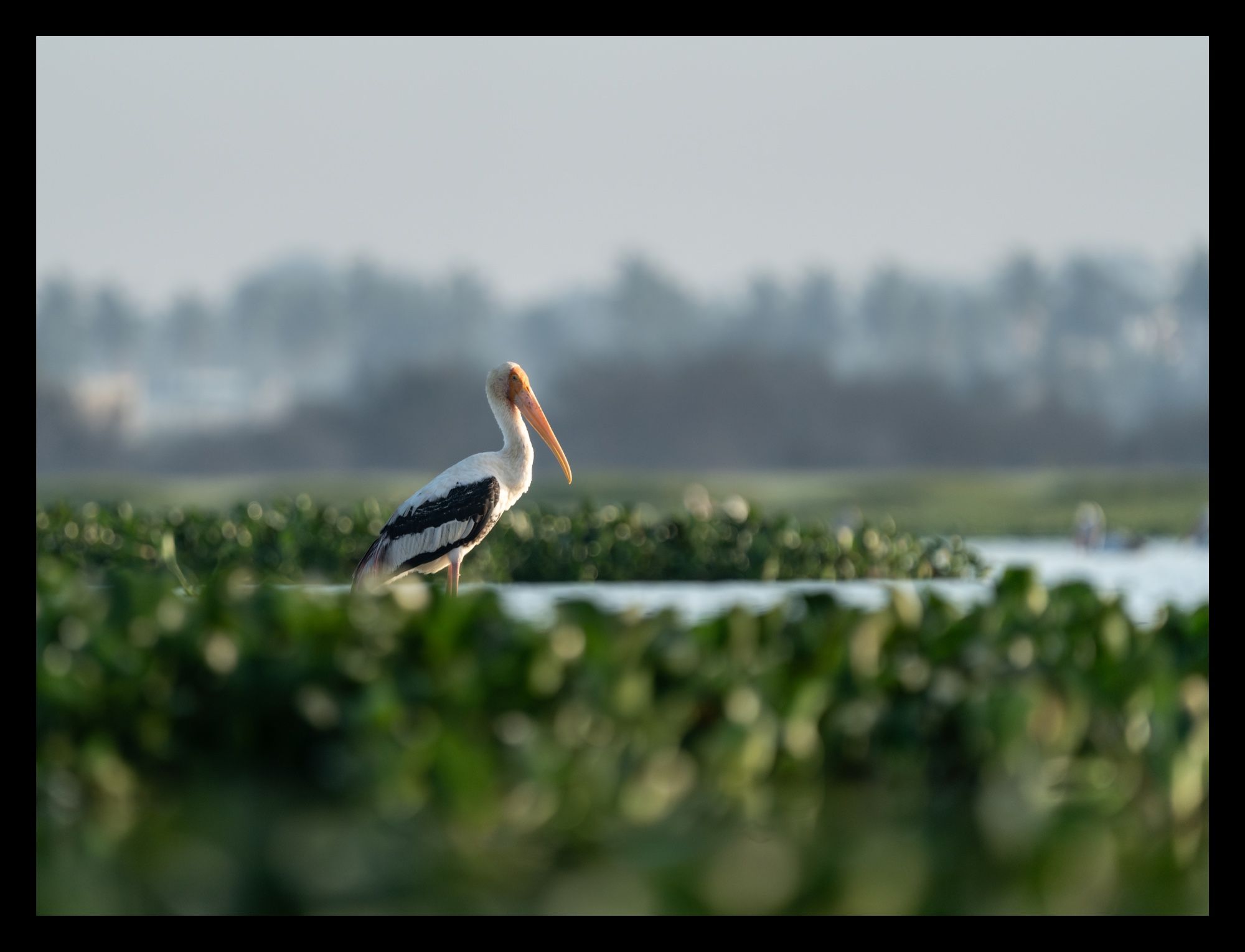 A painted stork wades through a calm, shallow lake, its reflection shimmering in the still water. Its plumage is a striking contrast of white and black, accented by the soft pink of its wing feathers. The stork's long yellow beak is slightly curved, and it holds its head with an air of quiet contemplation. Lush green vegetation frames the scene, providing a vibrant backdrop to this serene moment in nature.