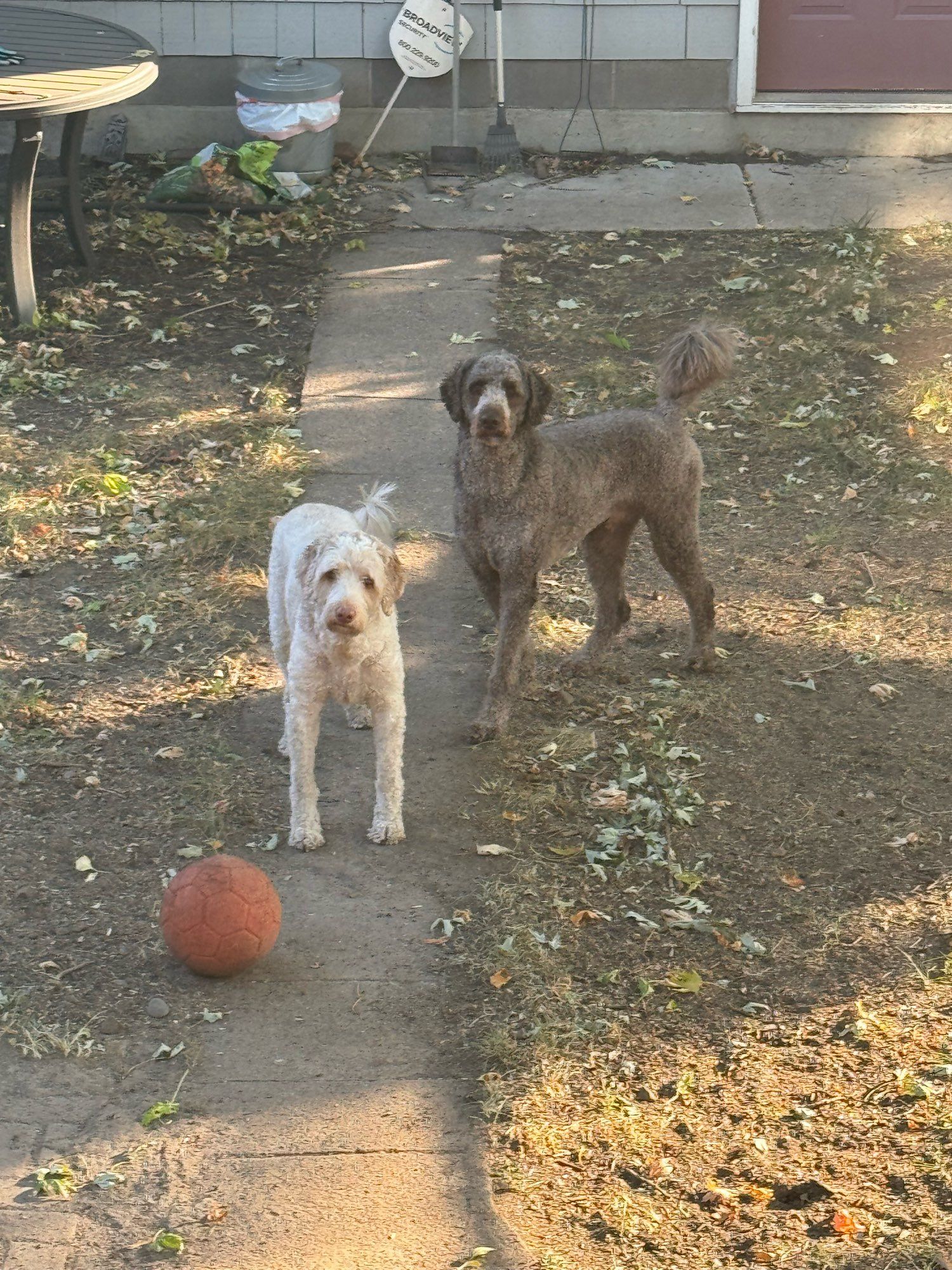 A cream and tan doodle and a dark vein doodle, stairinf at me from the back yard. There is an orange soccer ball type jolly ball in front of them, but they’re not interested in it. They are simply….giving me a look