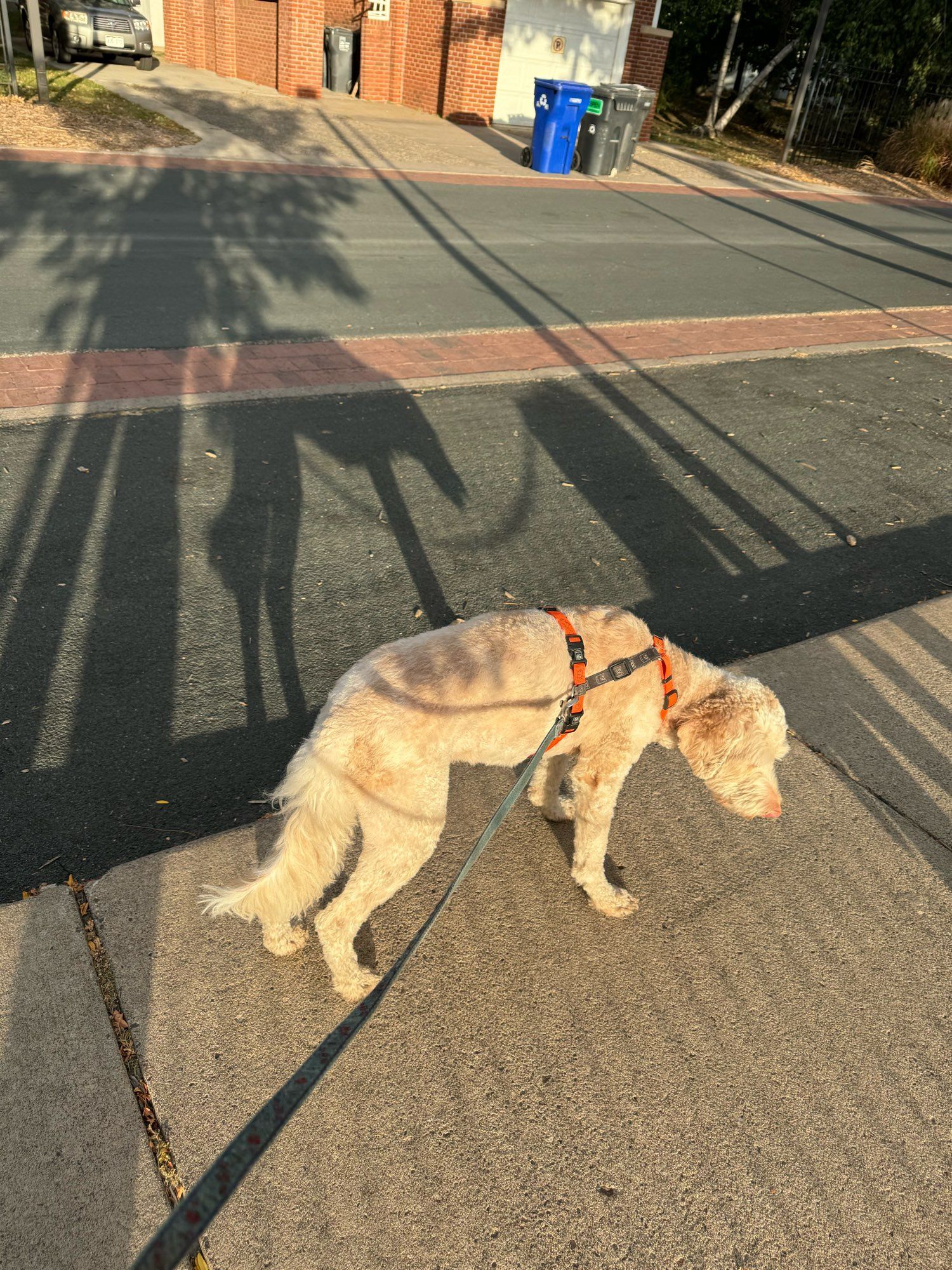 A cream and tan shorn doodle dog on a leash casting a sort of wolf like shadow on a paved parking spot