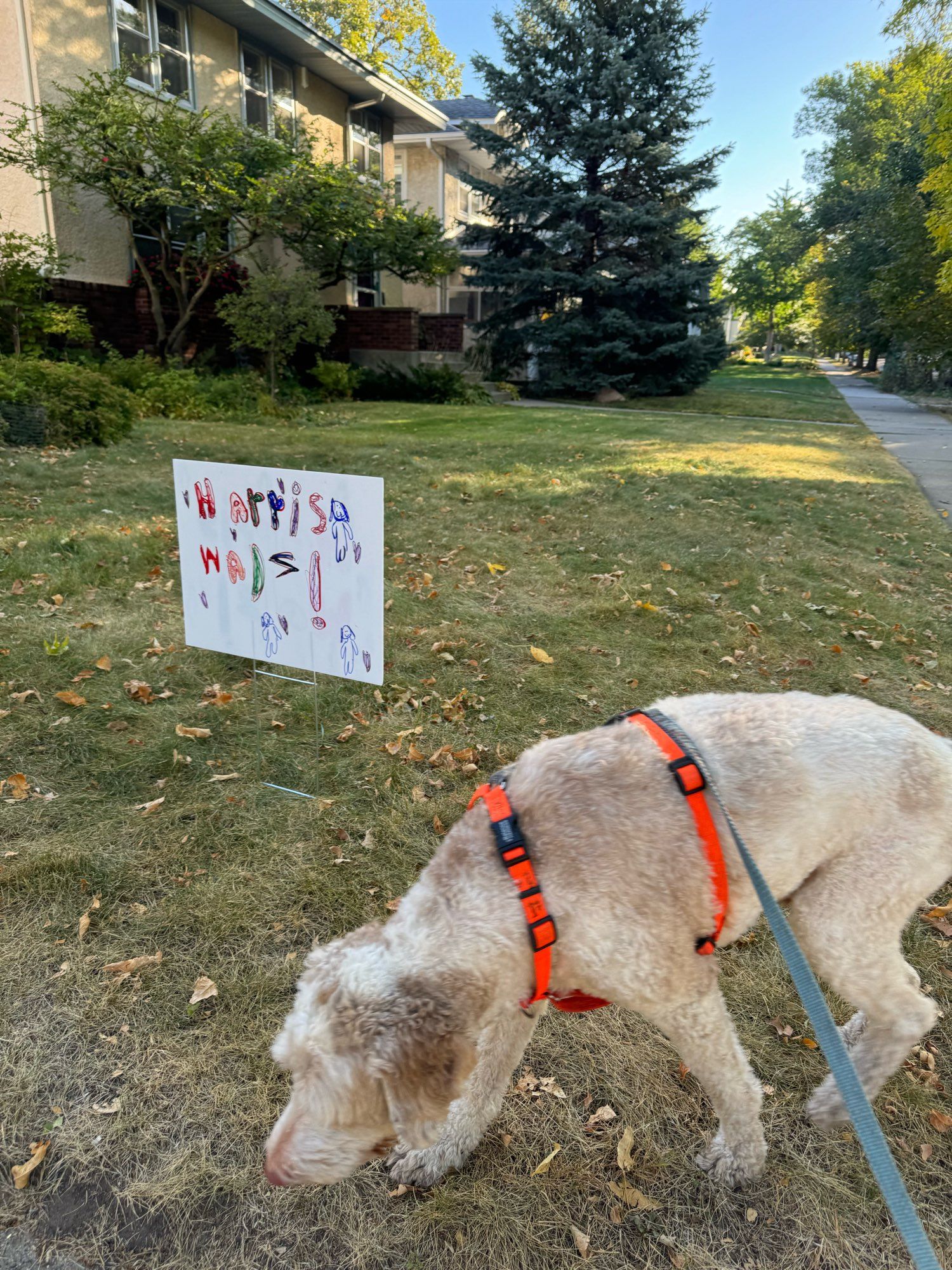 Clive, a cream and tan doodle, standing in front of a homemade colorful sign for Harris Walz. The z is backwards like a jagged s. There are a few drawings of people too.