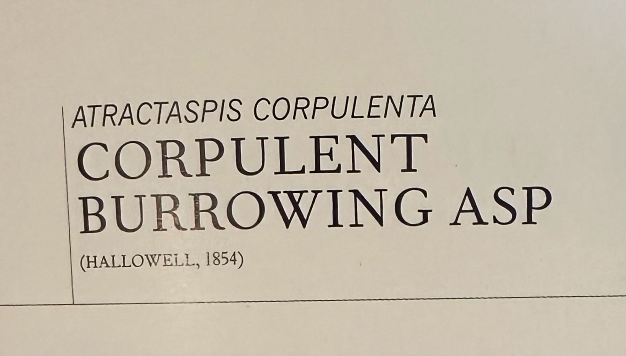 Corpulent Burrowing Asp