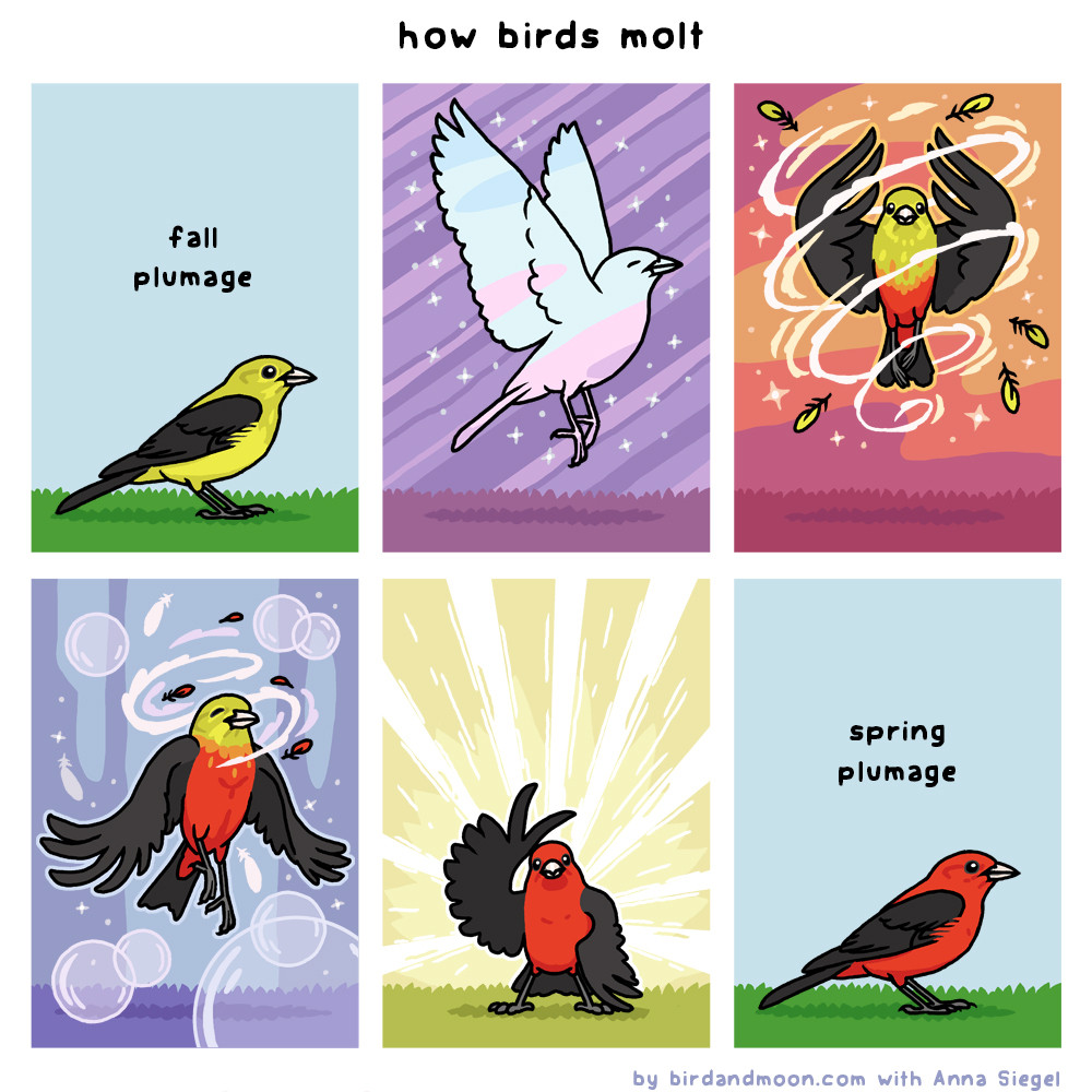 A six panel comic called "how birds molt". In panel 1, a fall plumage Scarlet Tanager in its yellow nonbreeding plumage is standing on the ground under a label that says "fall plumage". In panel 2, it glows and rises up in the air in a cloud of sparkles and pink/purple. In panel 3, it spins around while magical tendrils remove the yellow plumage. In panel 4, it elegantly descends while colorful feathers and bubbles and sparkles glitter all around, and its head finishes turning red. In panel 5, it stands in a triumphant pose, its wing making a V. In panel 6, the tanager is standing on the ground again labeled "spring plumage."