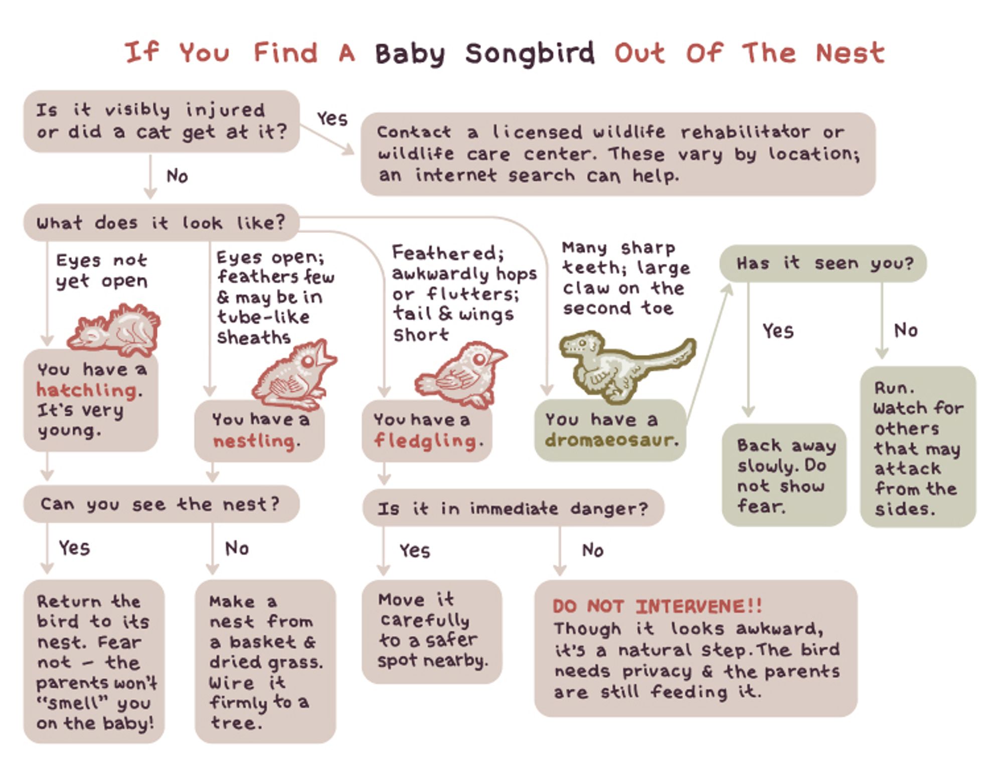 A chart defining what to do if you find a baby songbird out of the nest. If it is visibly injured or a cat got at it, contact a licensed wildlife rehabilitator or wildlife care canter. These vary by location; an internet search can help. If not, if it has closed eyes, you have a hatchling. It's very young. Return it to the nest, and if you can't find a nest, make a nest from a basket and dried grass and wire it firmly to a tree. If its eyes are open and its feathers are few and in tube-like sheaths, you have a nestling, and the instructions are the same as for a hatchling. If it is feathered and awkwardly hops or flutters with a short tail and wings, you have a fledgling. If it's in immediate danger, move it carefully to a safer spot nearby. If it isn't, do not intervene! This is a natural, awkward step and the bird needs privacy. If your bird has many sharp teeth and a large claw on the second toe, you have a dromaeosaur. If it has seen you, back away slowly and do not show fear.