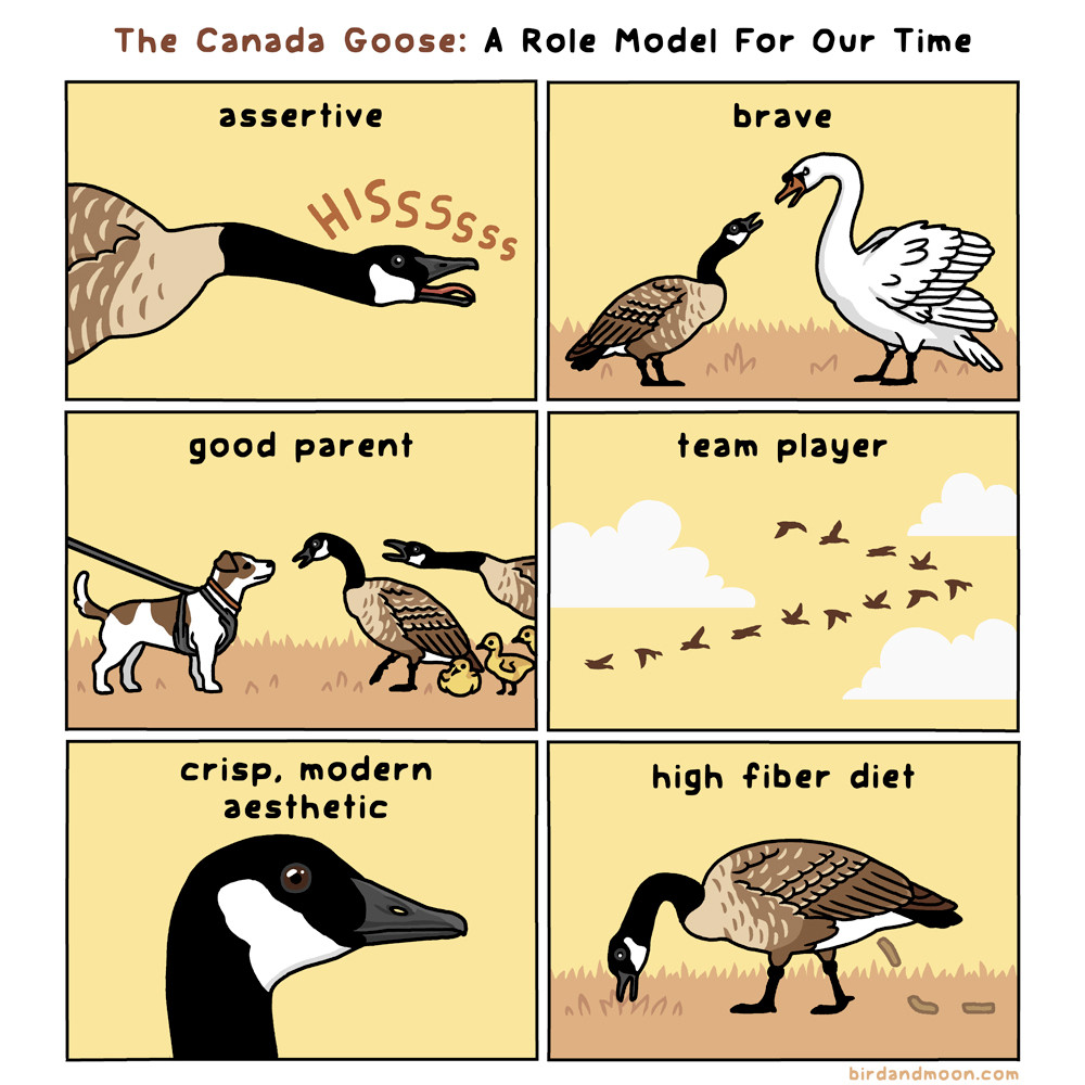 A six-panel comic called The Canada Goose: A Role Model For Our Time. Panel 1 is labeled "assertive" with a Canada Goose hissing and sticking out its tongue like a terrifying cobra. Panel 2 is labeled "brave" with a Canada Goose standing up to a giant, terrifying Mute Swan. Panel 3 is labeled "good parent" and shows two Canada Geese parents with three chicks, standing up to a dog. Panel 4 is labeled "team player" and shows a v of geese. Panel 5 is labeled "crisp, modern aesthetic" and shows a gorgeous, smooth, fancy looking Canada Goose head. Panel 6 is labeled "high fiber diet" and shows a Canada Goose eating grass and, simultaneously, pooping.