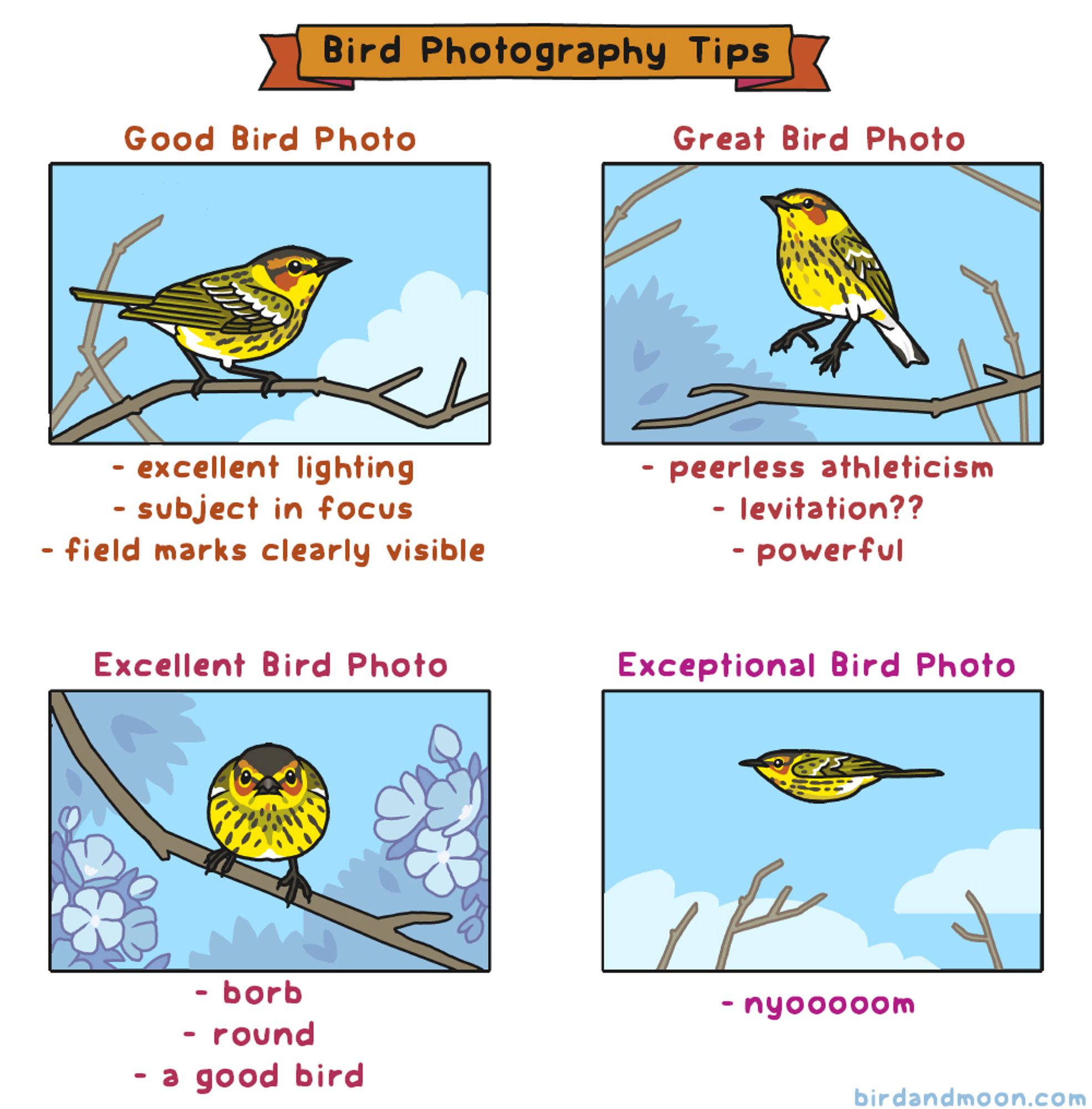 A four panel comic, titled: Bird photography tips. In panel 1, labeled Good Bird Photo, a Cape May Warbler stands on a branch. The caption says "excellent lighting, subject in focus, field marks clearly visible". In panel 2, labeled "Great Bird Photo," the warbler is caught mid-leap, and the caption says "peerless athleticism, levitation?, powerful". In panel 3, labeled Excellent Bird Photo, the warbler is facing the camera and is very round, and the caption says "borb, round, a good bird". In panel 4, labeled Exceptional Bird Photo, the warbler is frozen in mid-flight, its wings tight against its body so it looks like a torpedo, and the caption says "nyoooooom".