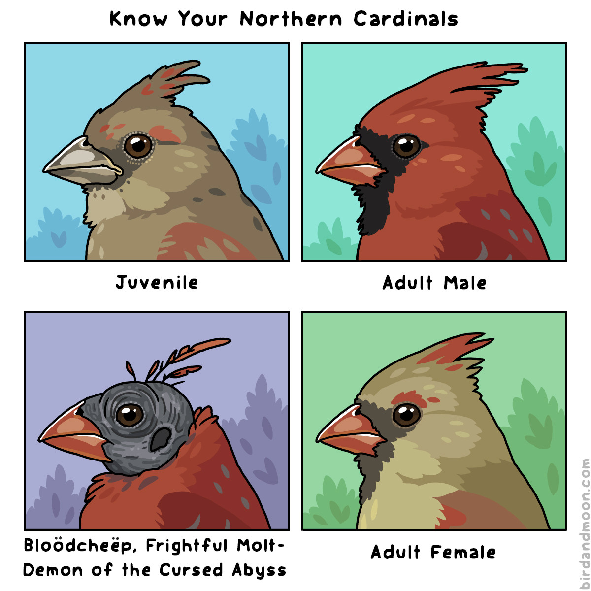 A four panel comic called Know Your Northern Cardinals. Panel 1 is labeled Juvenile and has a young cardinal with a visible gape and patchy brown and red feathers. Panel 2 is labeled adult male and has an adult male cardinal with his beautiful red feathers, red bill, and black mask. Panel 3 is labeled Bloodcheep, Frightful Molt-demon of the Cursed Abyss and shows a bald cardinal undergoing a catastrophic molt. Panel 4 is labeled adult female and shows an adult female cardinal with a red bill, olive feathers, a few red patches, and a dark mask.