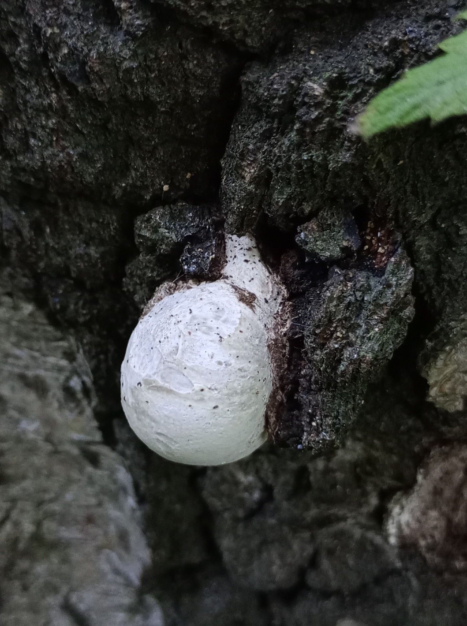 A tiny white birch polypore fungus comes out from a dark crack on a birch tree trunk.