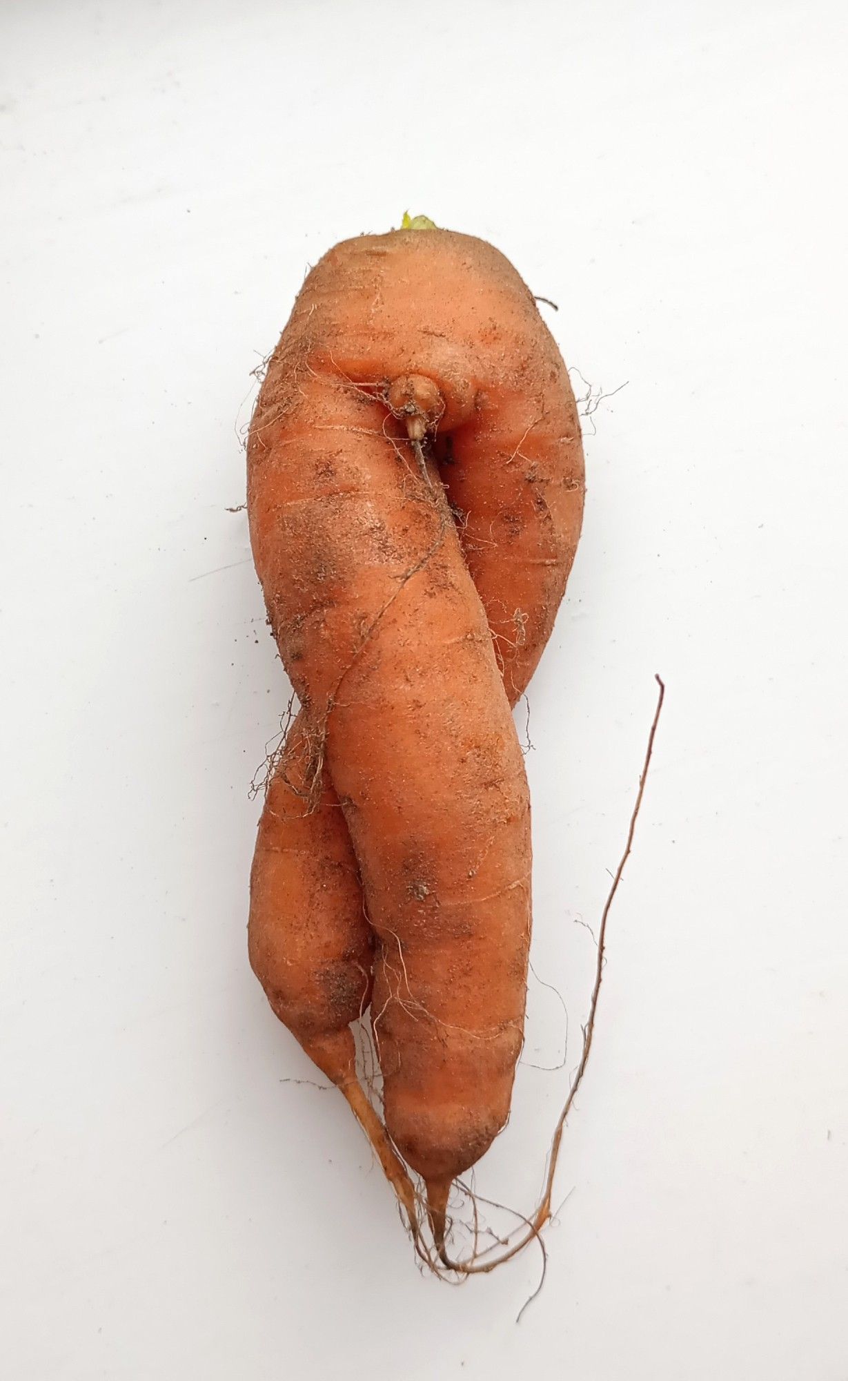 A carrot that has grown as two distinct "legs", partly crossed, with a third tiny nubbin where they join.