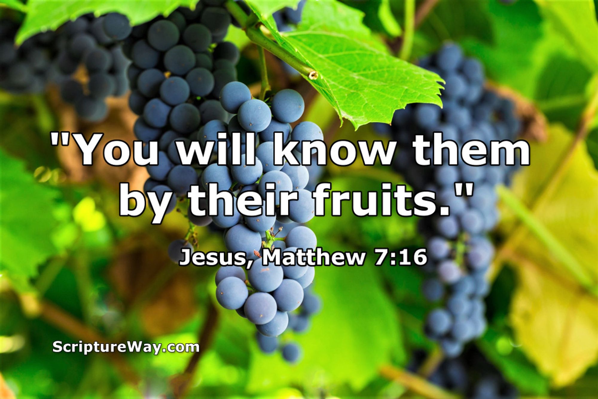 You Will Know Them By Their Fruits - Matthew 7:16 - 123RFPhoto - Used under license