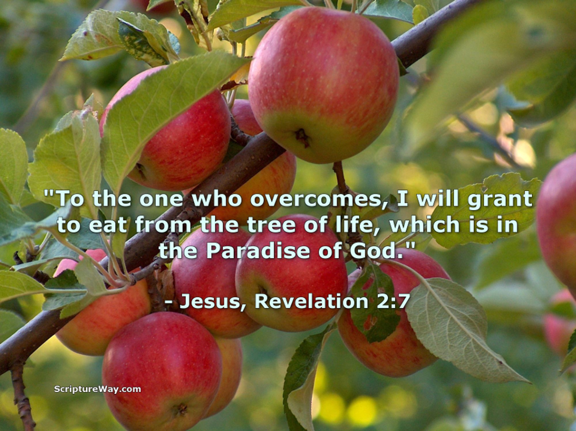 Jesus grants access to the tree of life in Paradise - Revelation 2:7