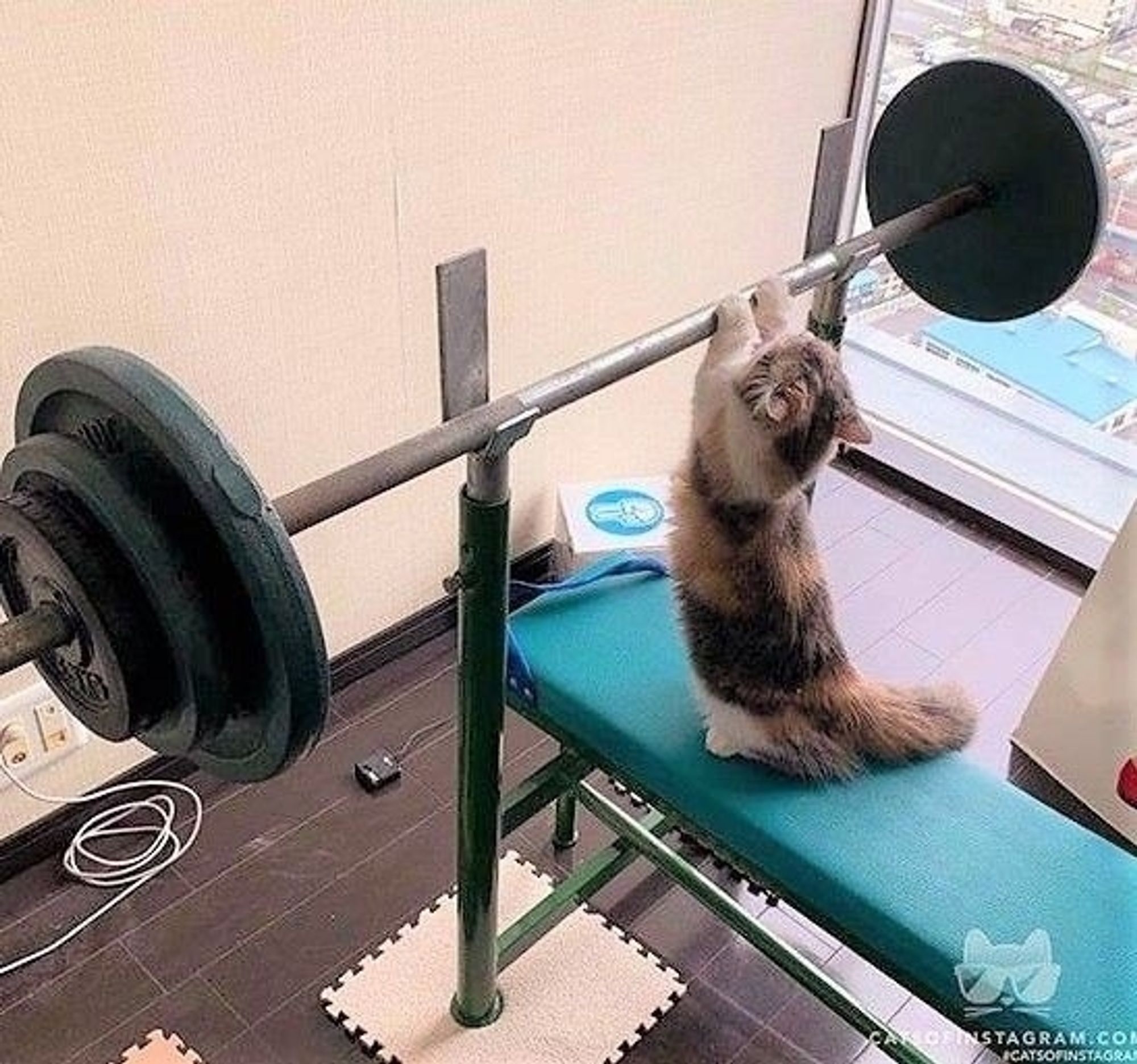 A kitty reaching for the bench press