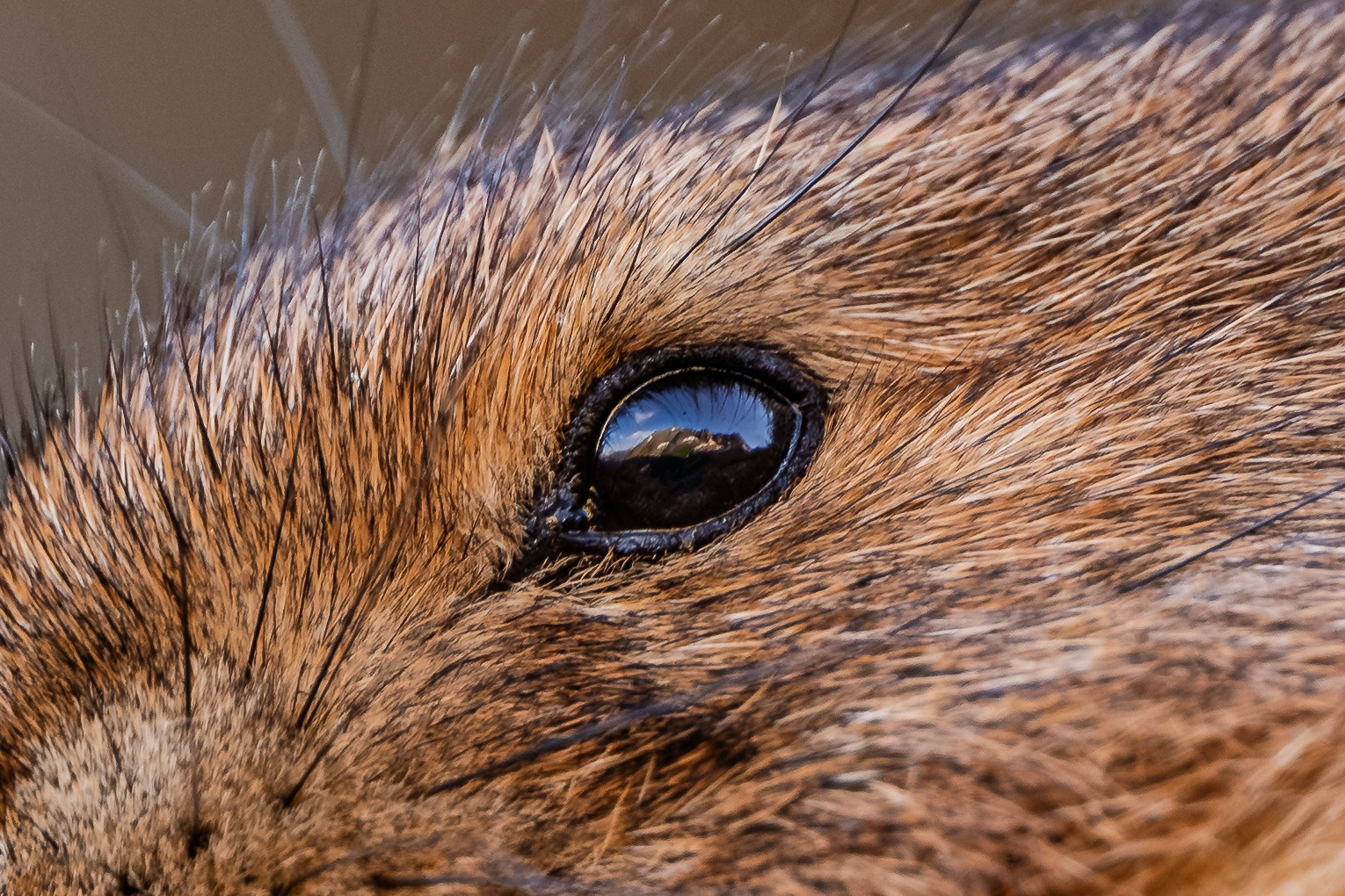 An even tighter crop, focusing more on the pika's eye.