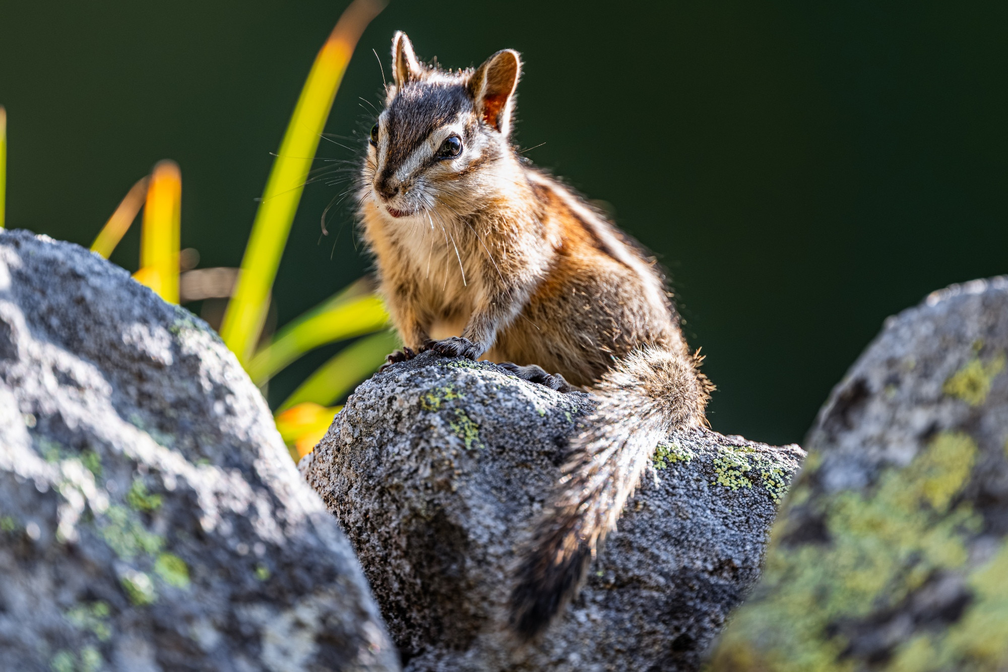 A young chipmunk, its head slightly cocked to the side, poses on a moss-covered rock, bathed in the warm sunlight of late morning.