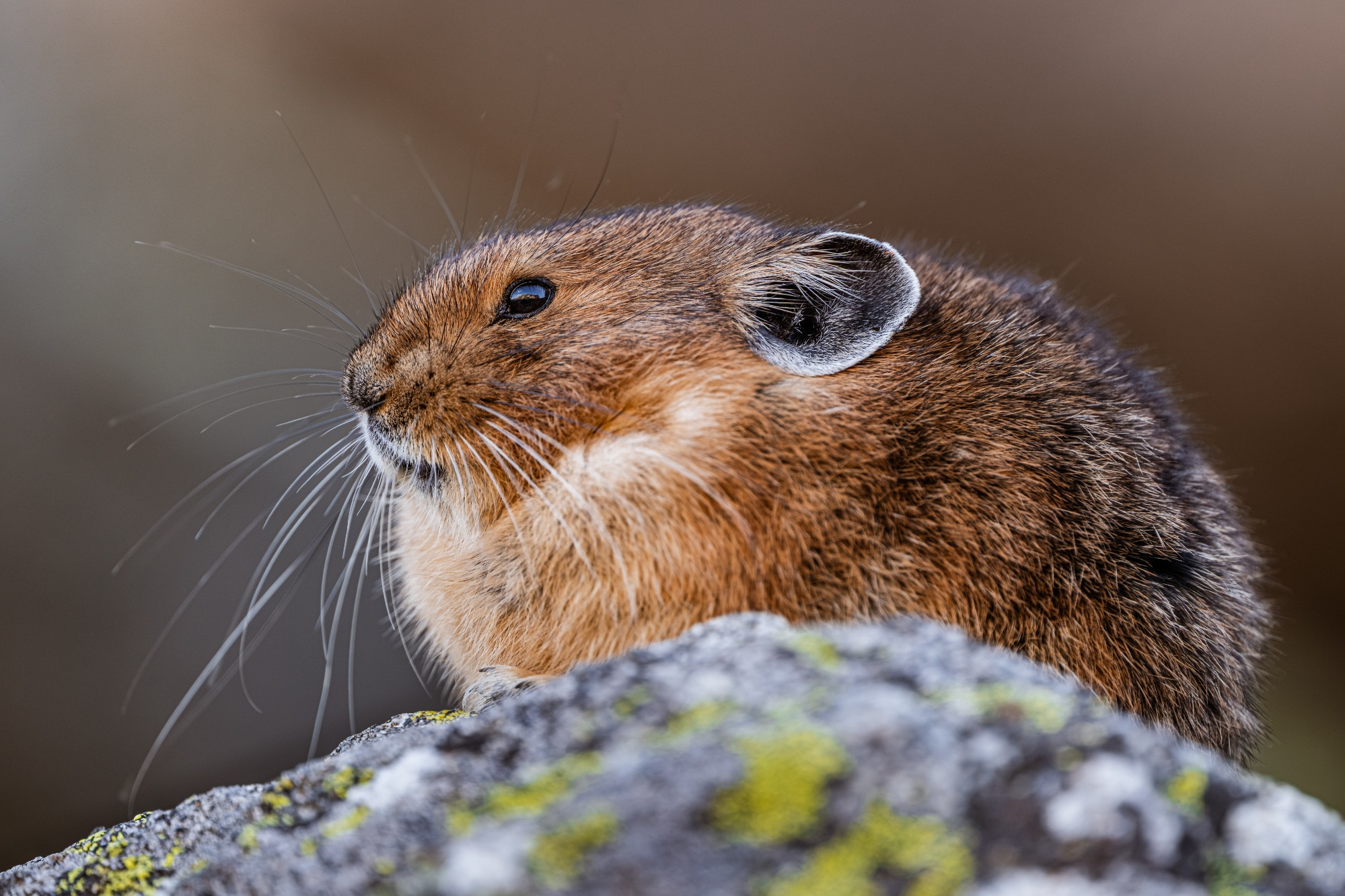 A pika sits on a mossy rock.