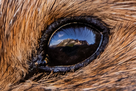 An extremely tight crop of the pika's eye, emphasizing their reflection of an early morning mountain scene.