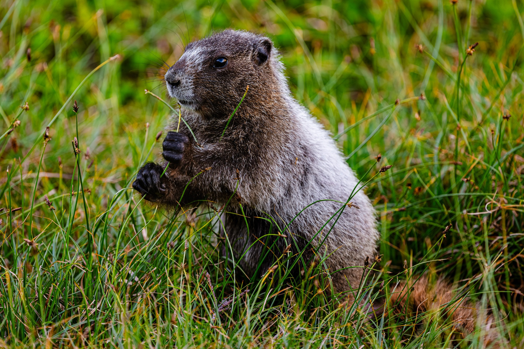 A young marmot stands on its back legs while grazing on the lush grass of an alpine meadow.
