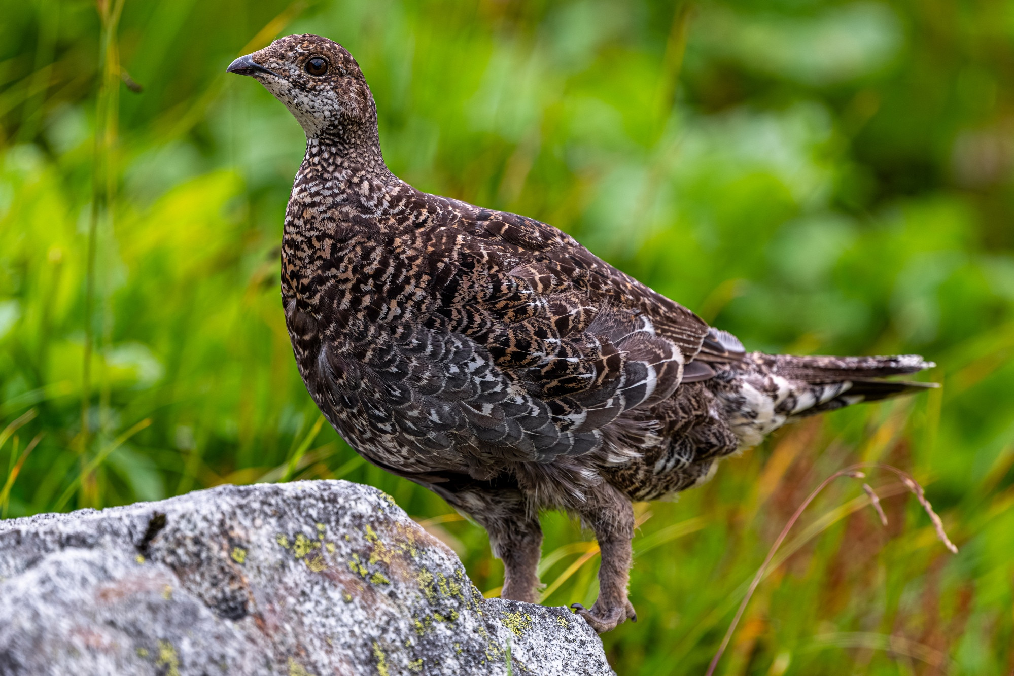 A sooty grouse, a wild bird reminiscent of a cross between a chicken and a dove, pauses briefly on a rock as it works its way up a hillside.