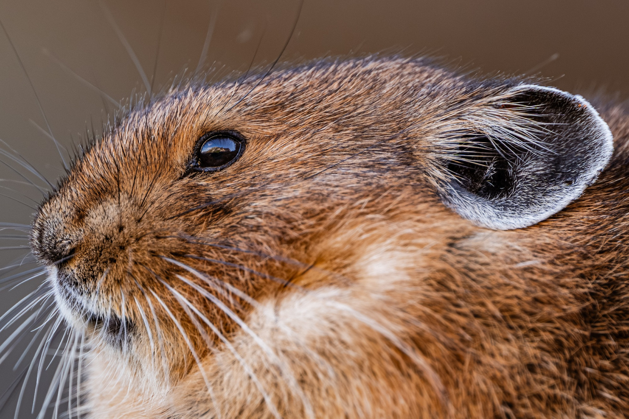 Tighter crop of the same pika, focusing on its head.