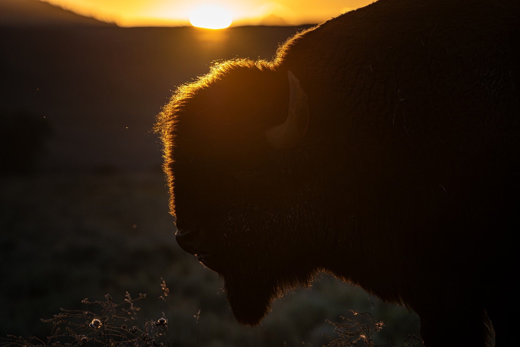 The sun sets behind a bison bull, silhouetting his large shaggy head