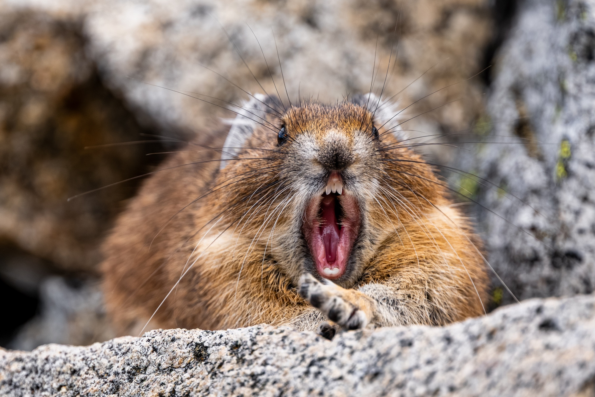 A pika caught mid-yawn, stretching its paw toward the camera and flashing its prominent front teeth.