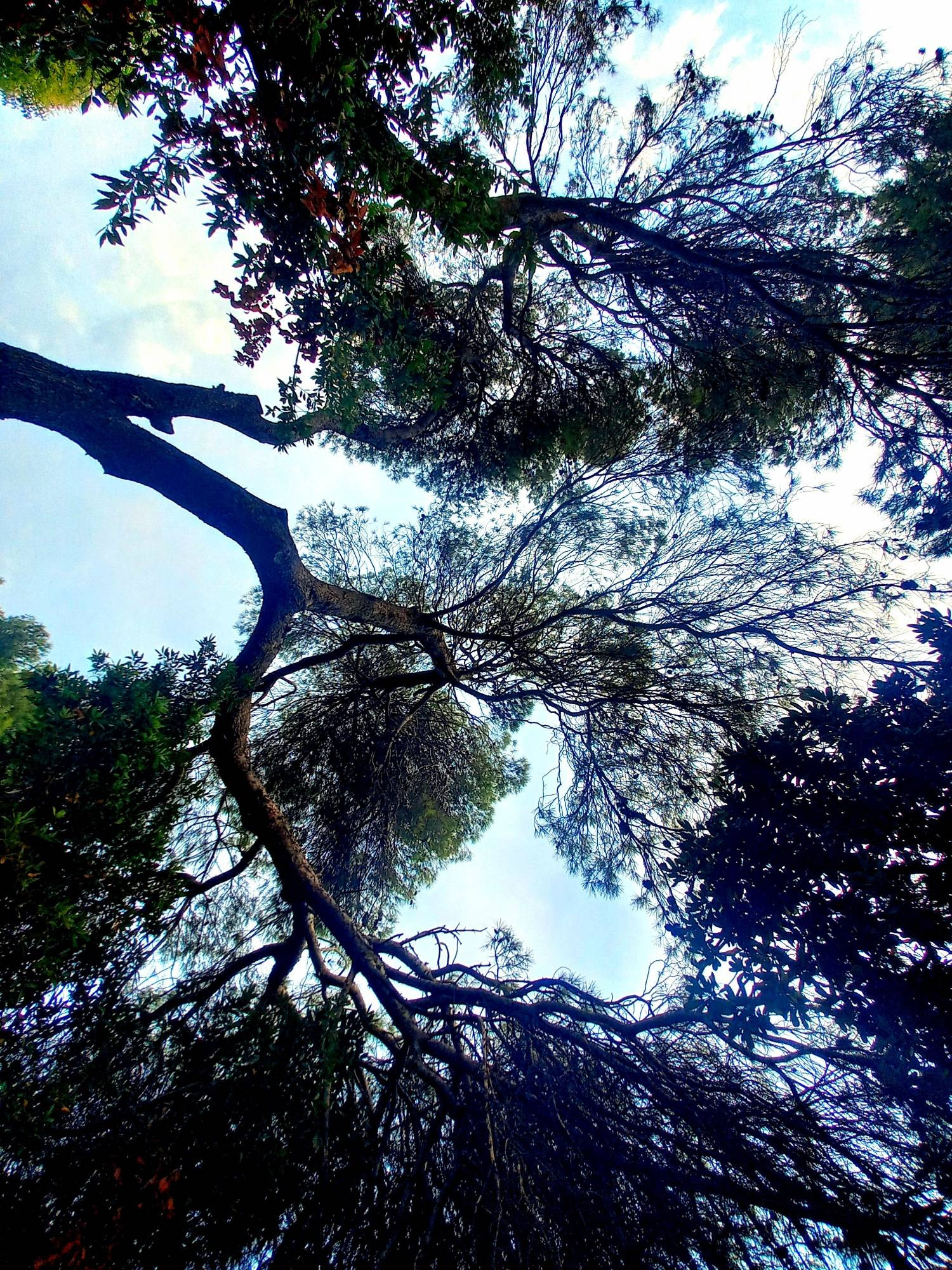 Baum aus anderer Perspektive