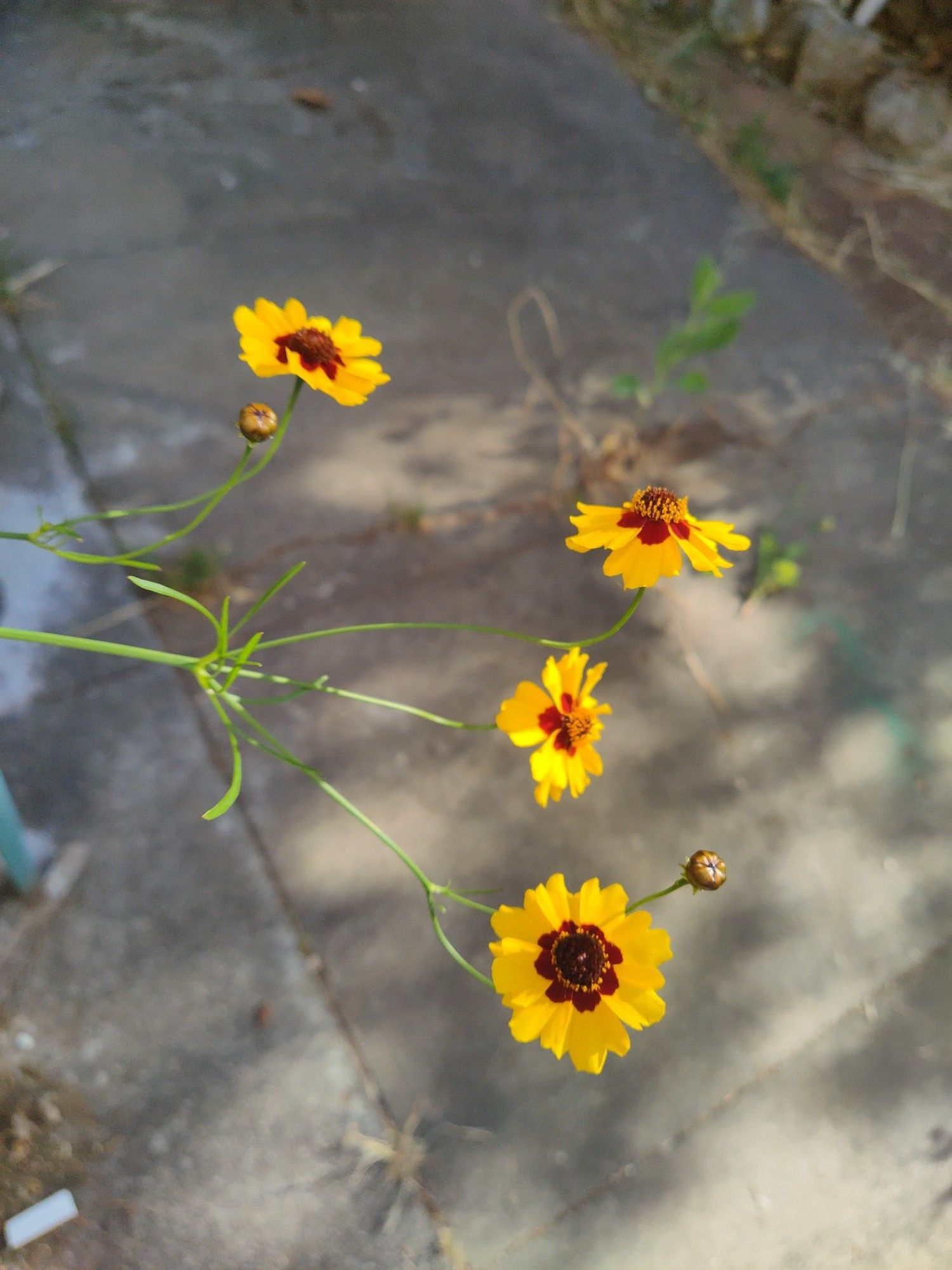 Several dyer's coreopsis flowers that are bright yellow with dark red centers