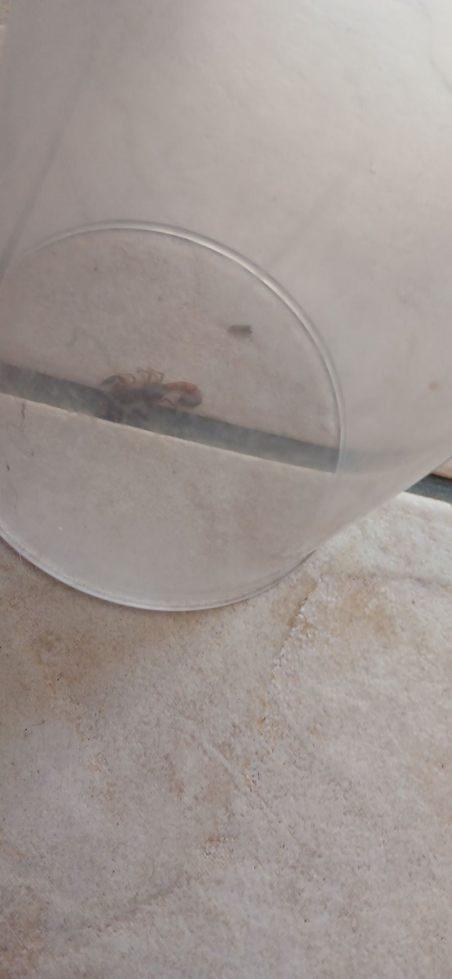 A scorpion under a plastic cup. The internet says it is a Plain Pygmy-Thicktail. We were still looking for a suitable thin but stiff card to complete the capture 😂