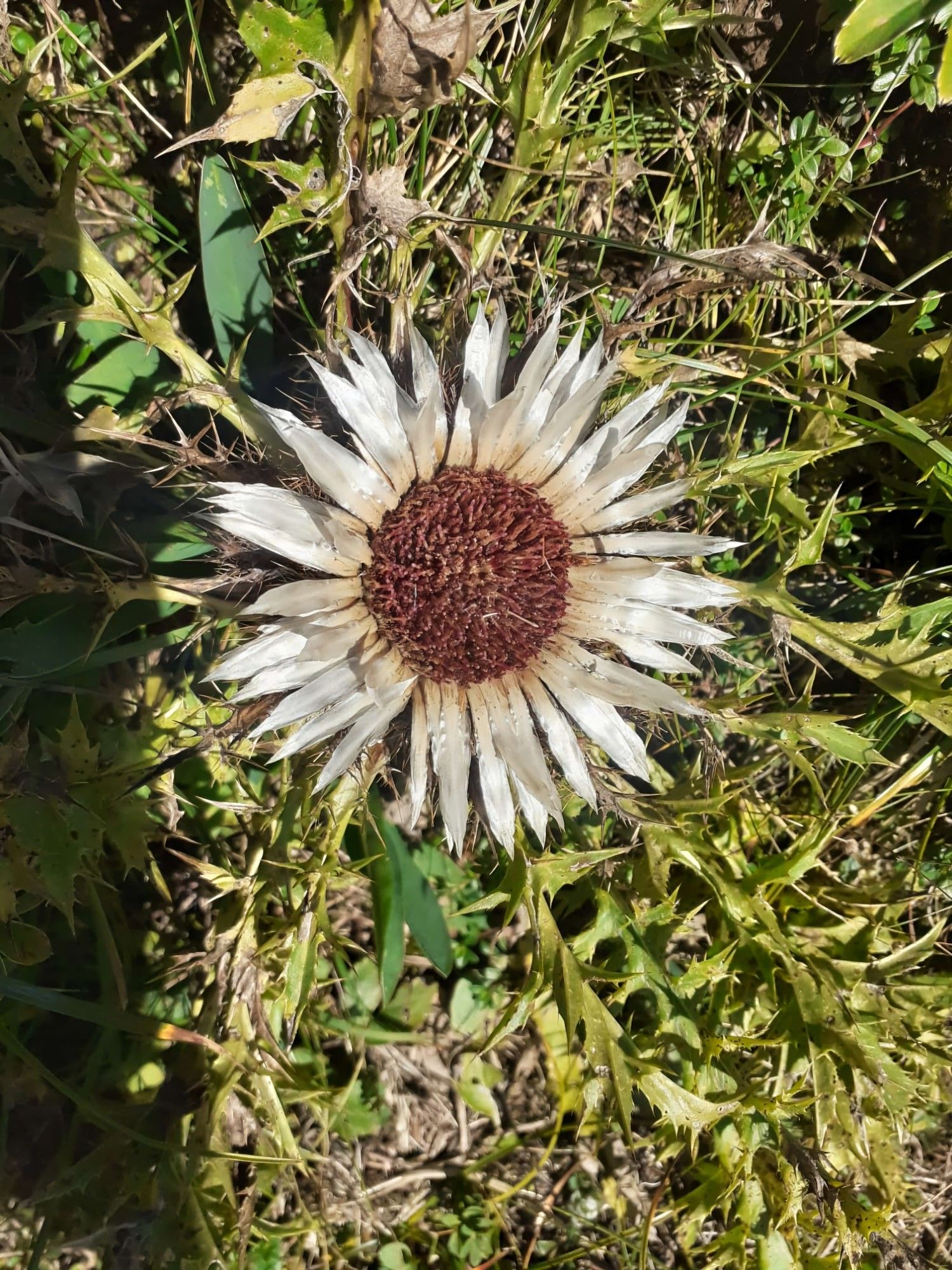 Eine Silberdistel ist zu sehen.
... Dass du dich heute,  wenn nötig,  ein wenig wahrhaft zeigst, das wünsche ich dir.