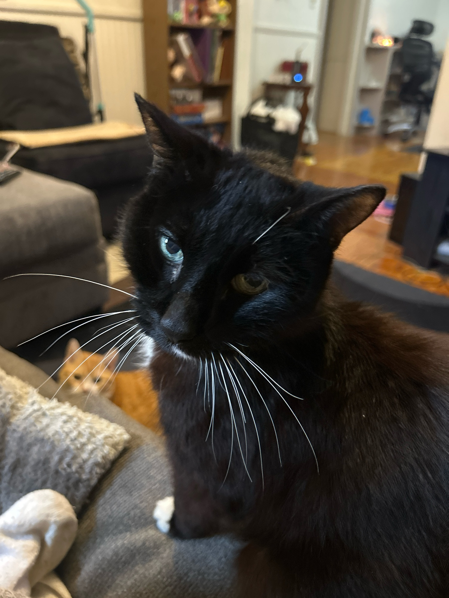 A black-and-white tuxedo cat sits in the foreground, looking thoughtful. An orange tabby cat lurks in the background.