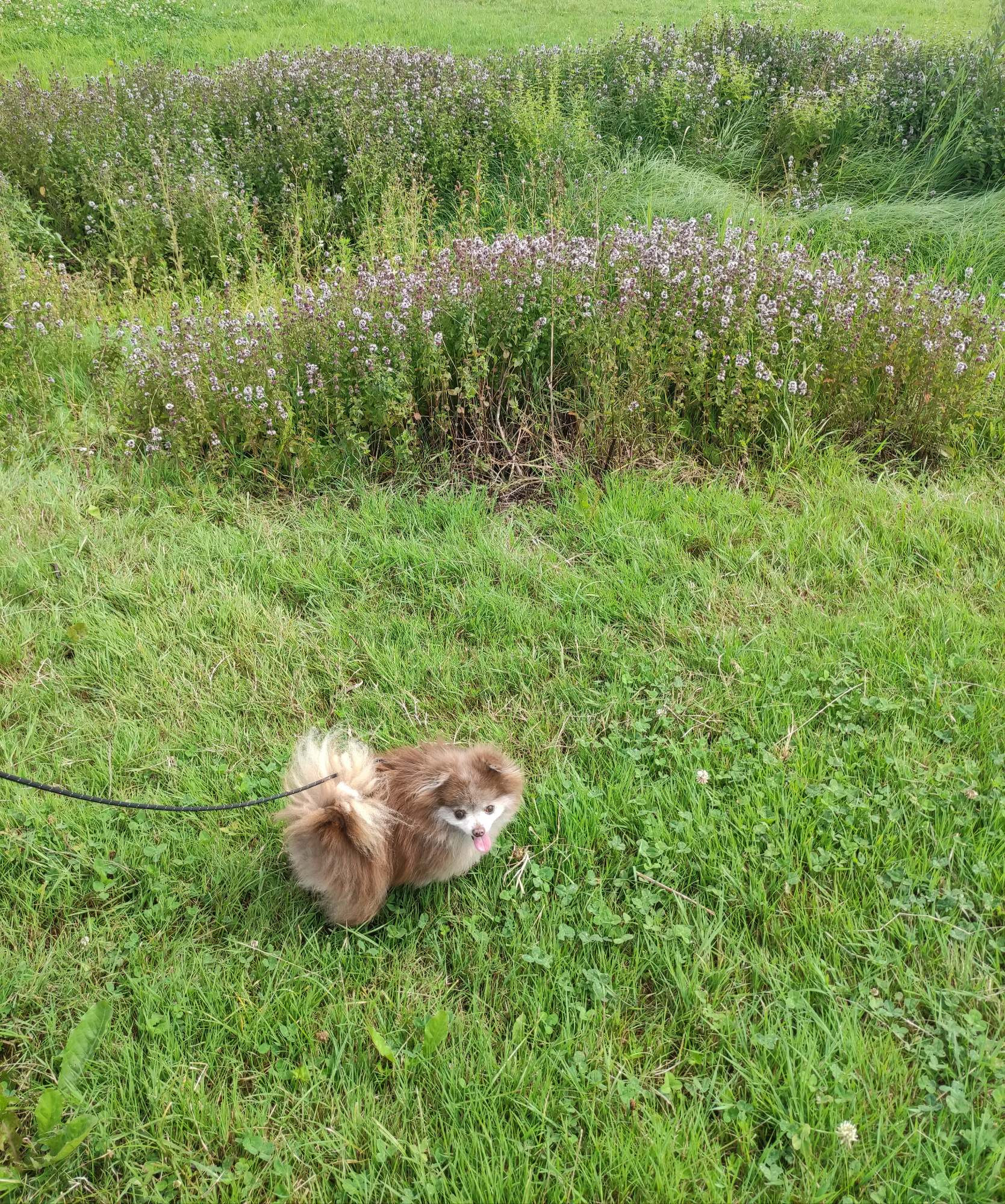 Klein bruin hondje Bonkie staat op een groen veld met mooie paarse kleine bloemetjes achter zich. 
