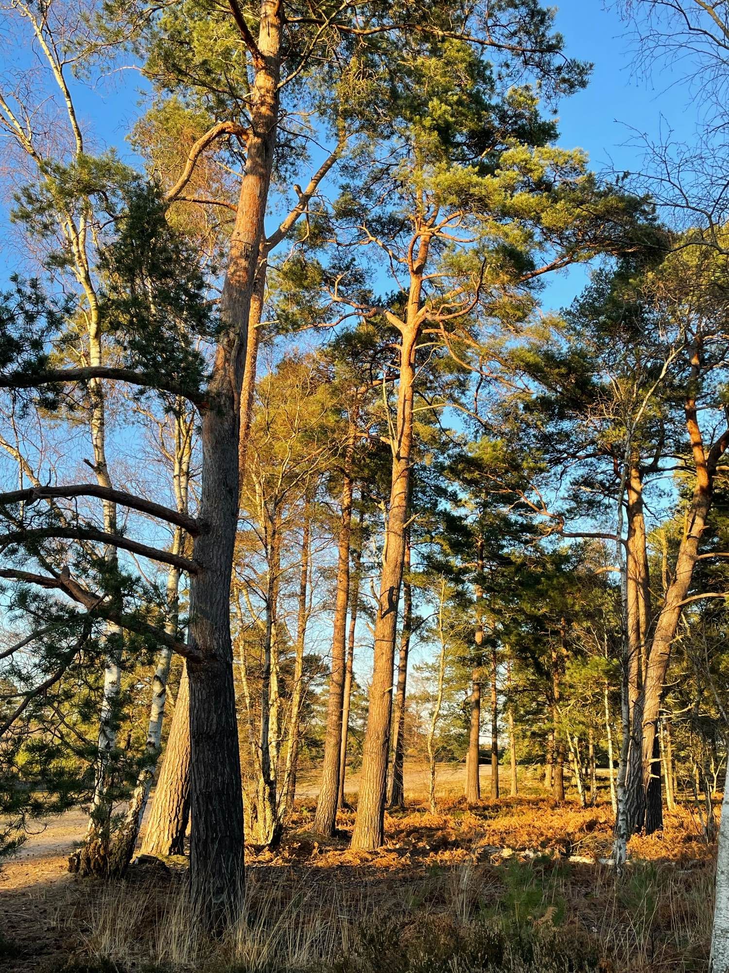 Golden evening light on trees at Frensham