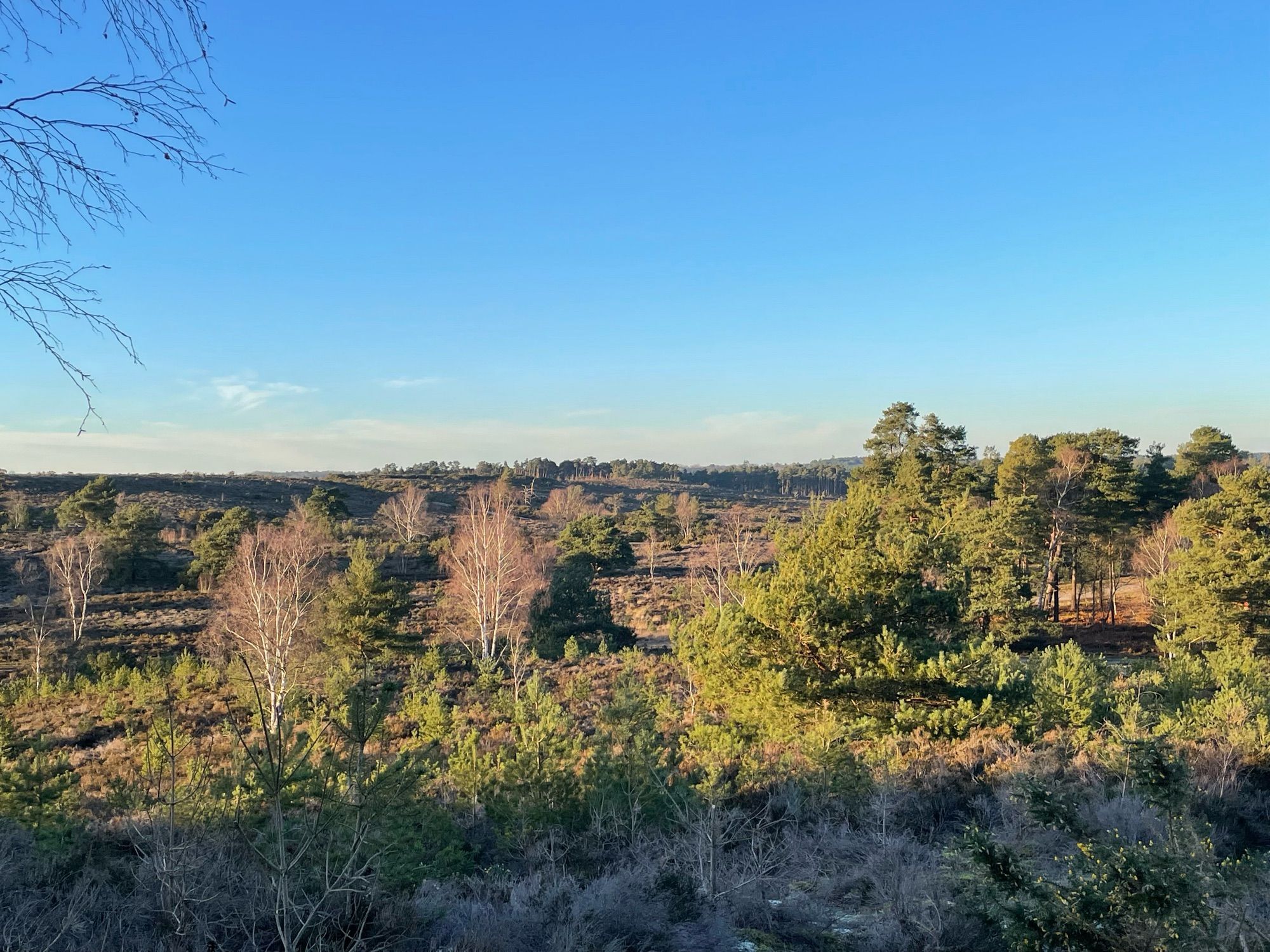 Evening light on sandy heathland at Frensham