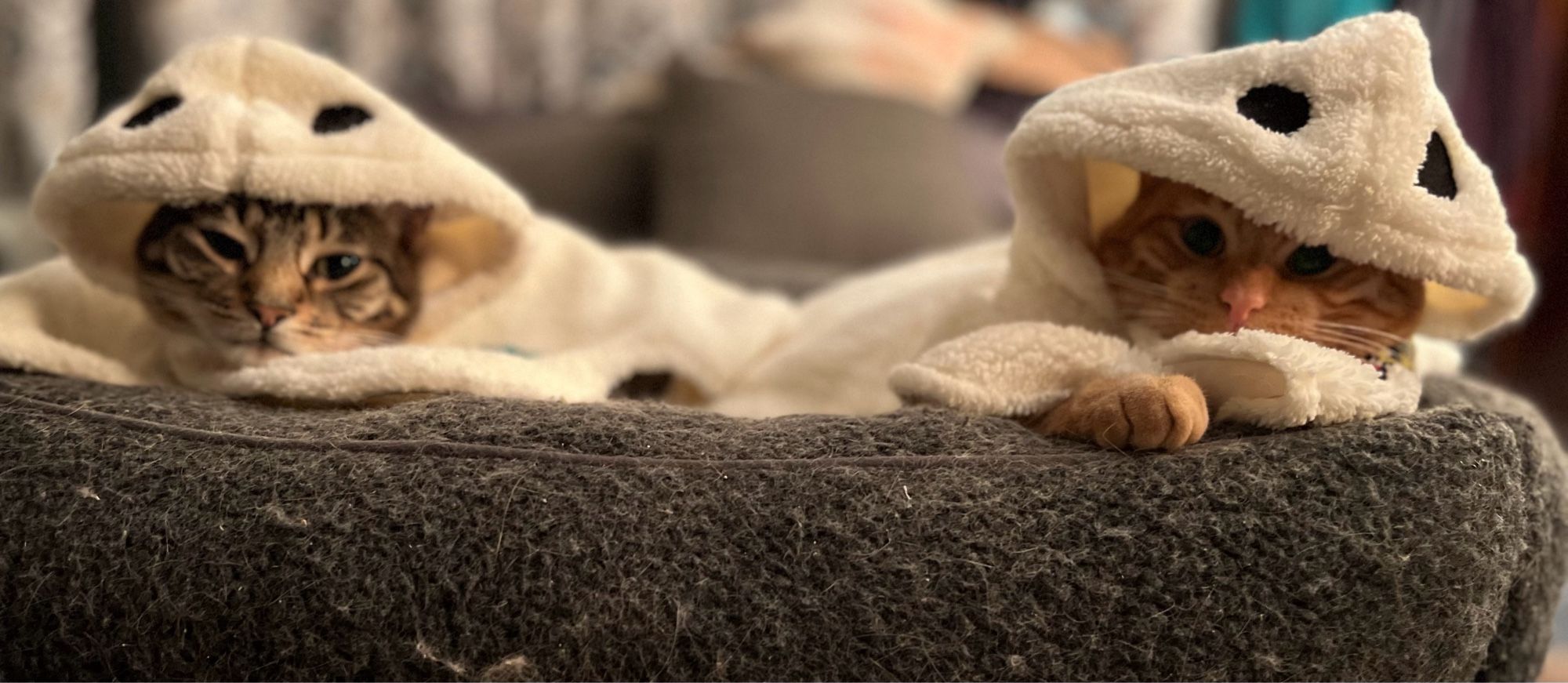 A gray tabby cat next to an orange tabby cat in a dark gray cat bed. Both are facing the camera and are wearinf ghost costumes.